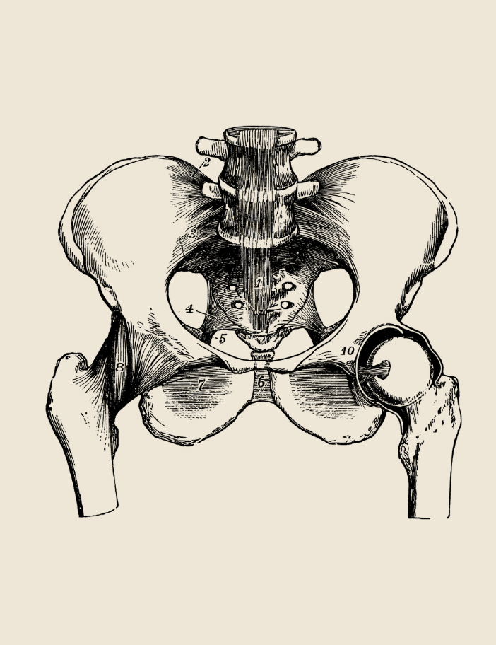 vintage anatomy illustration of pelvis, front view.