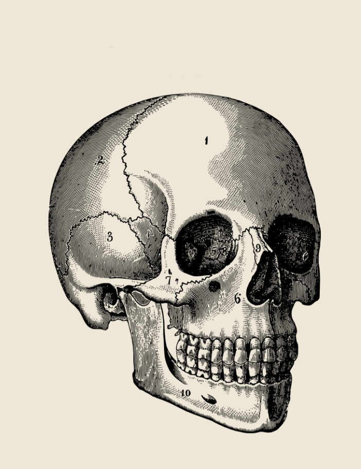 vintage anatomical image of a human skull.