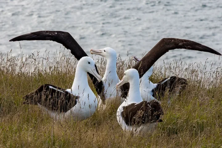 Northern Royal Albatross at Otago Peninsula