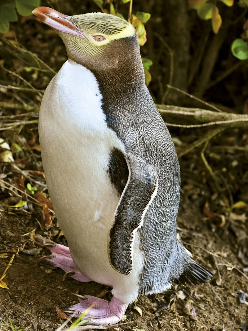 Penguins at the Otago Peninsula