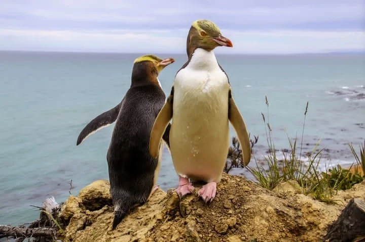Penguins at the Otago Peninsula