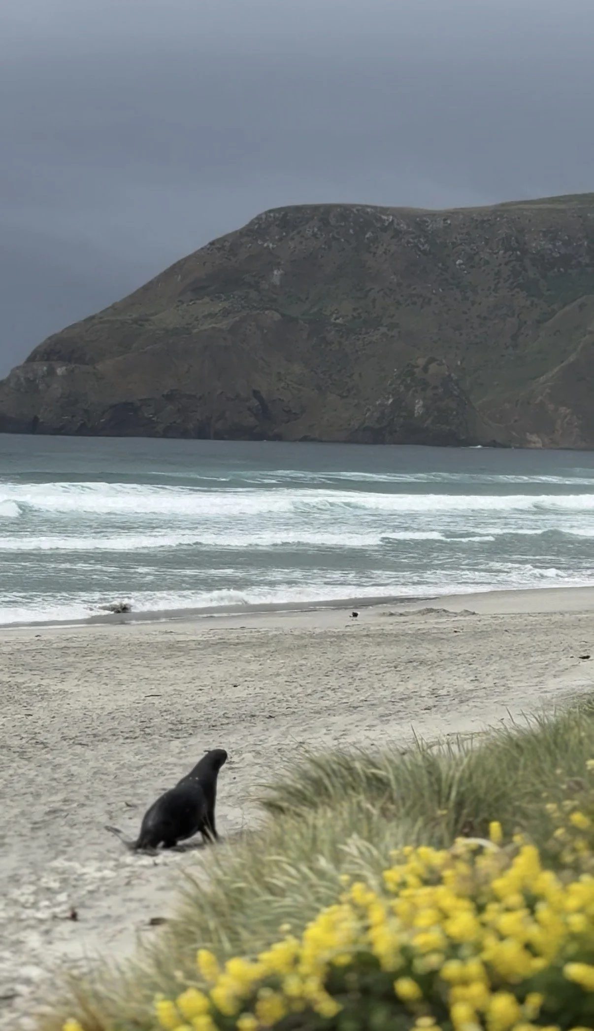 Sea Lion at Allans Beach in Dunedin