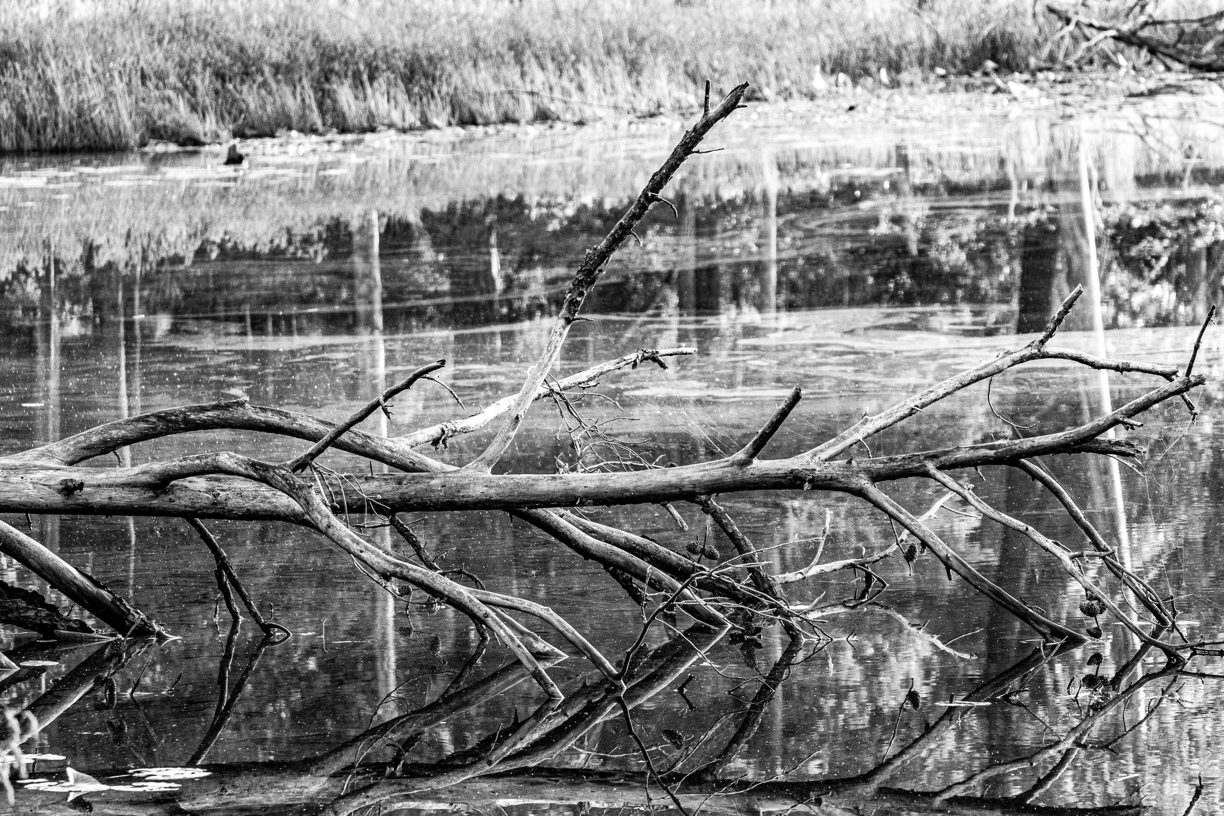 Came across this beautiful, weathered tree resting in the water during my drive today. The way the trees frame the shoreline looked so striking in black and white that I just had to stop and capture it.