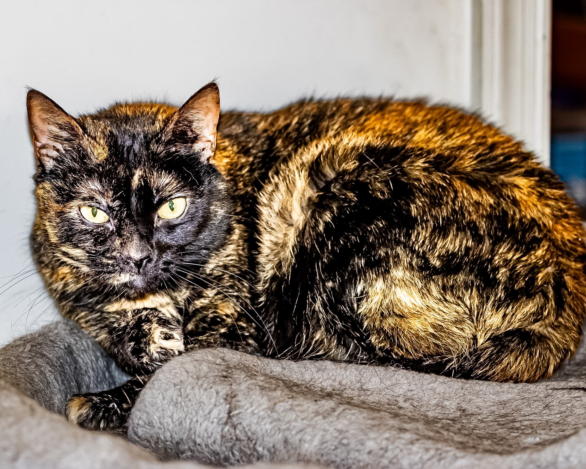 Caught her giving me the look. There she was, flashing those big, intense yellow-green eyes as if to say, "Yes, I'm beautiful. Now, where are my treats?