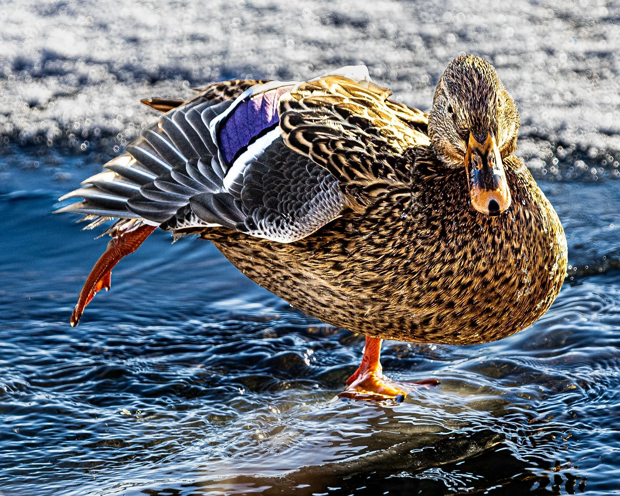 Standing there by the water, I couldn't help but admire the quiet beauty of a duck wading right near the bank. There's something so grounding about watching nature up close—from the earthy, speckled brown of its feathers to the vibrant pop of orange 