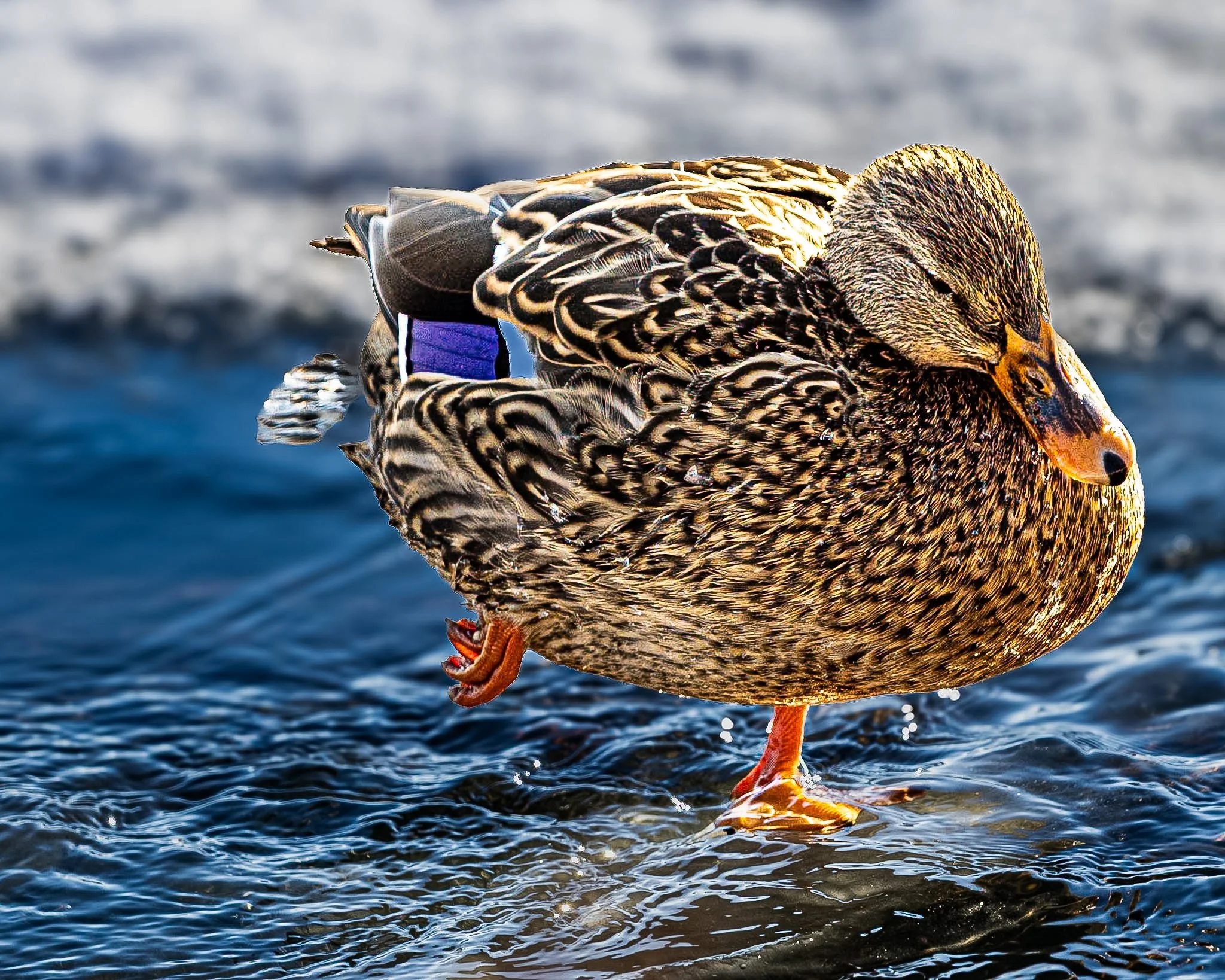 A crisp, daylight shot capturing a moment from my afternoon walk: a lone duck perfectly still on the glass-like water. 