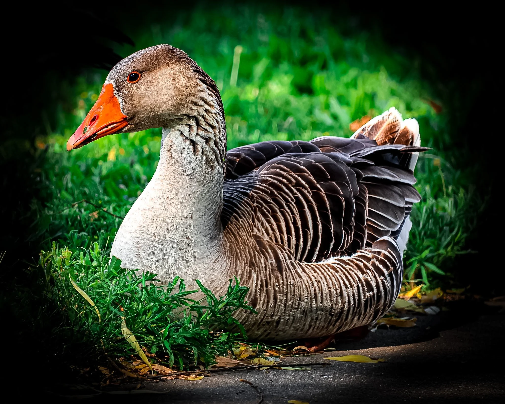 Caught this beautiful Canada goose taking a quiet moment to rest in the grass. Up close, you can really appreciate how striking they are.
