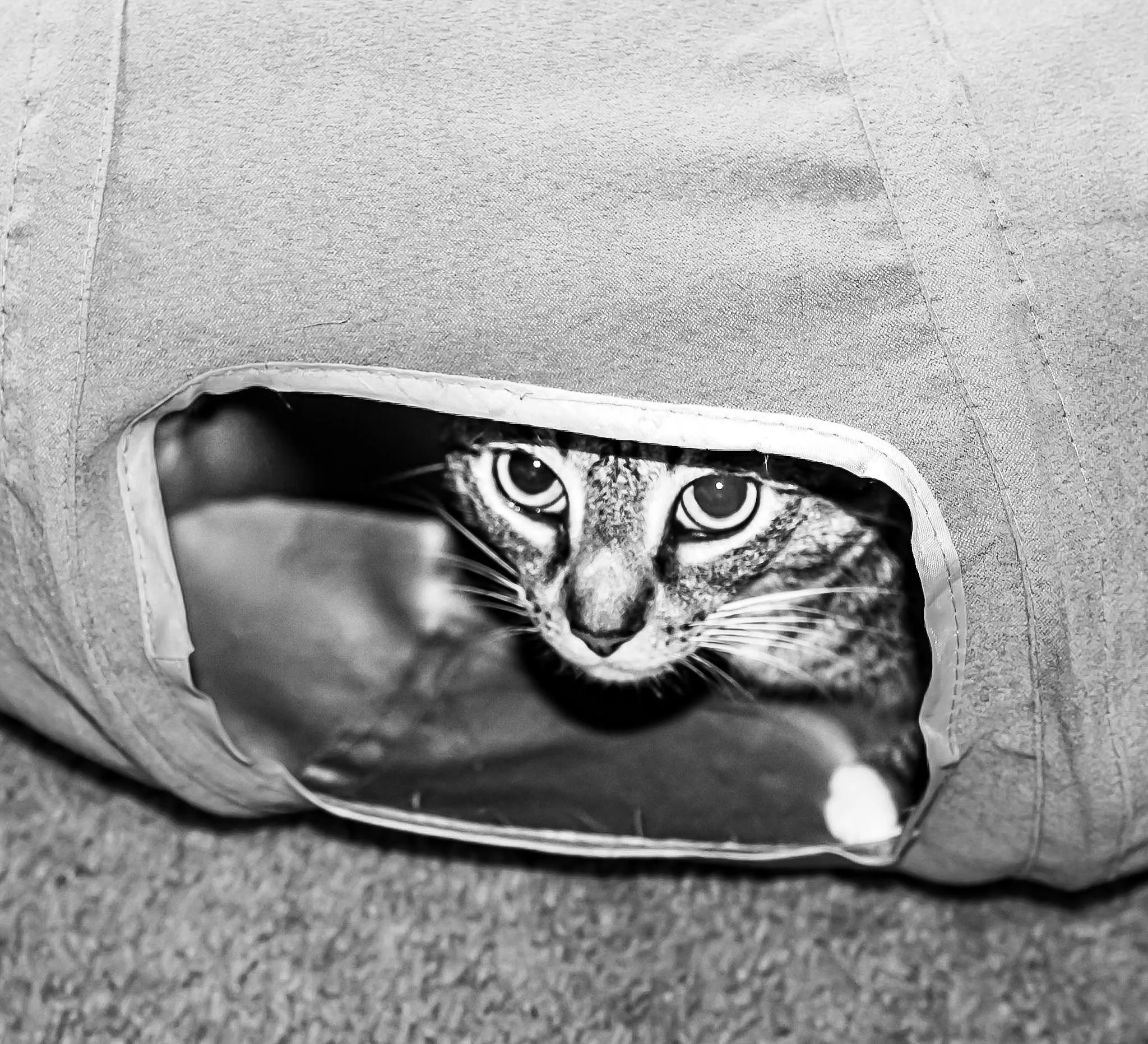 Caught a little face peeking out from his favorite tunnel.