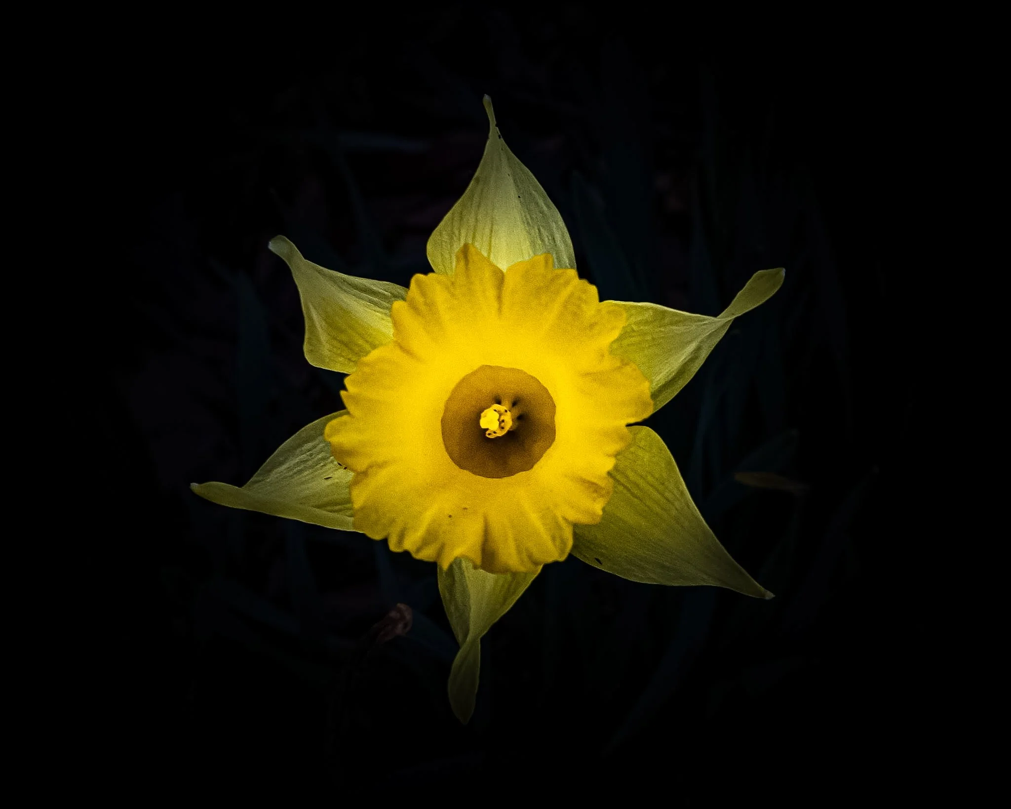 I captured this vibrant yellow daffodil completely swallowed by a pitch-black backdrop. I love how the dark contrast makes the petals look like they’re practically glowing with their own inner light.