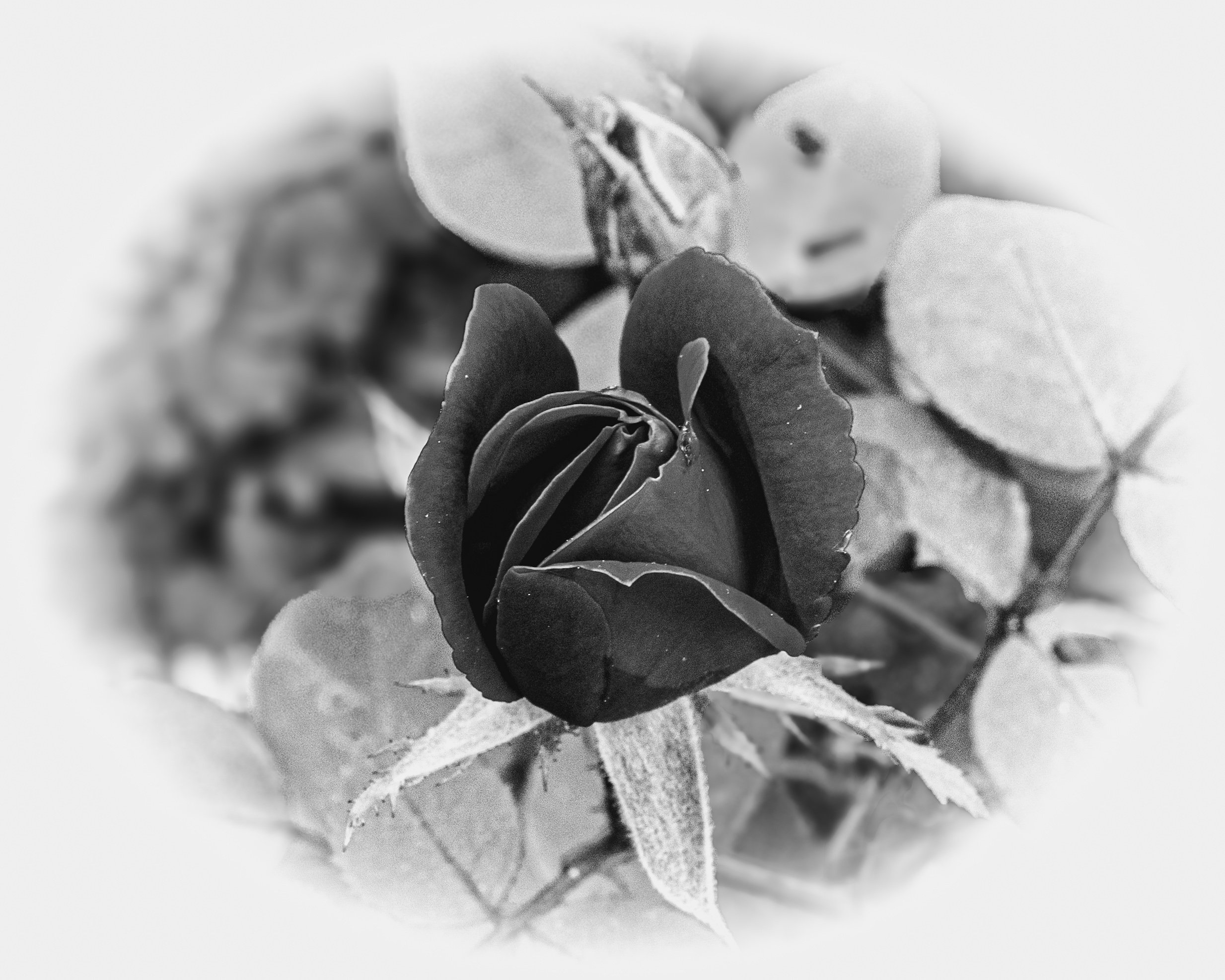 A quiet, close-up look at a single rose, its delicate petals. Captured in Blace and White to let the soft textures and contrast tell the story.