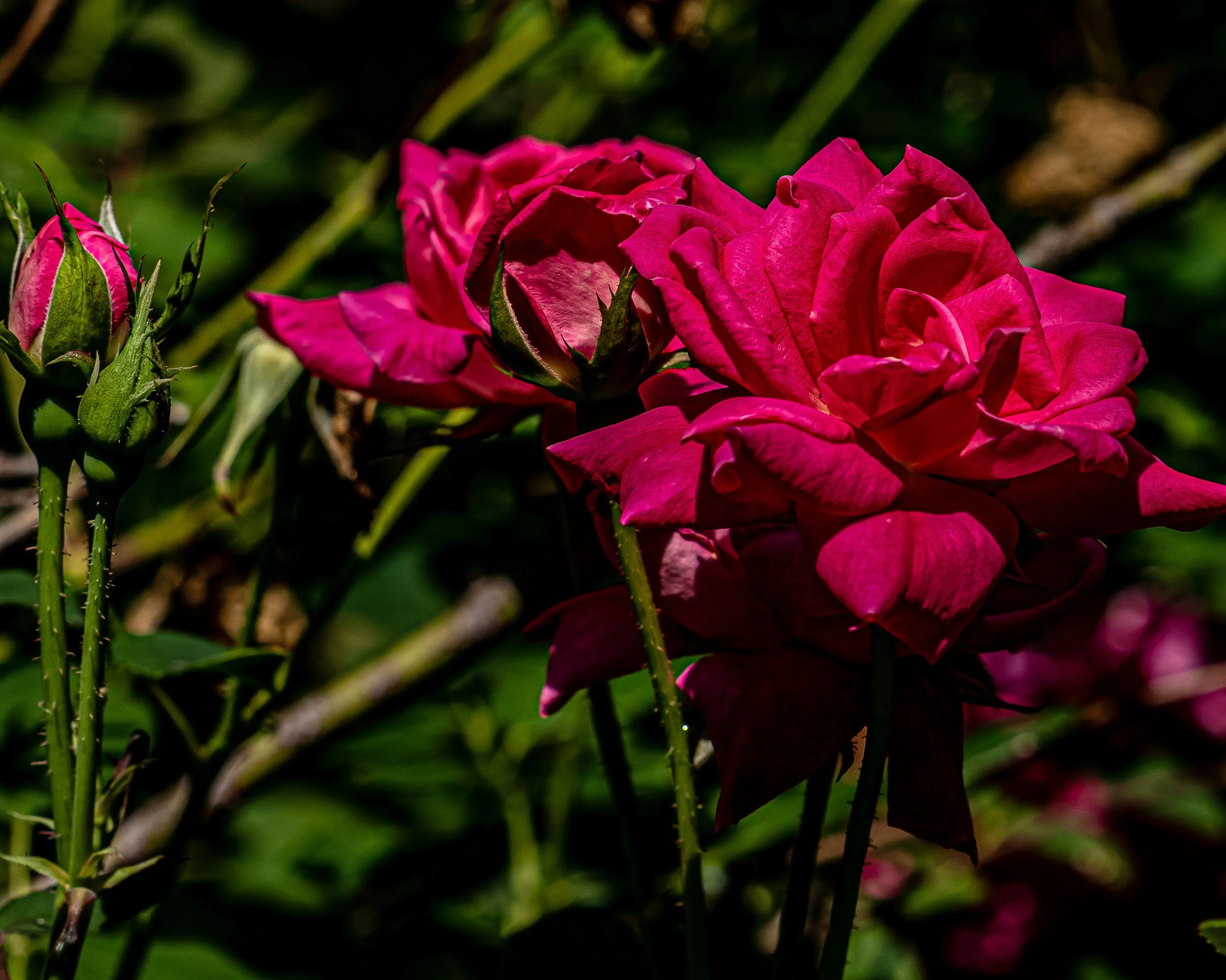 What a breathtaking view of this rose, fully pouring its heart out to the world. 