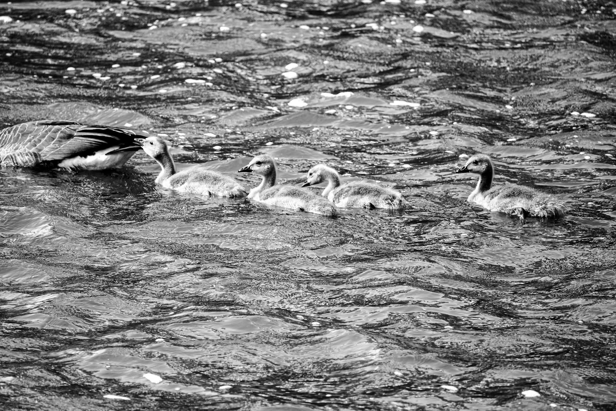 A proud mama goose glides smoothly through the ripples, her four fuzzy little goslings paddling furiously to keep up right behind her.
