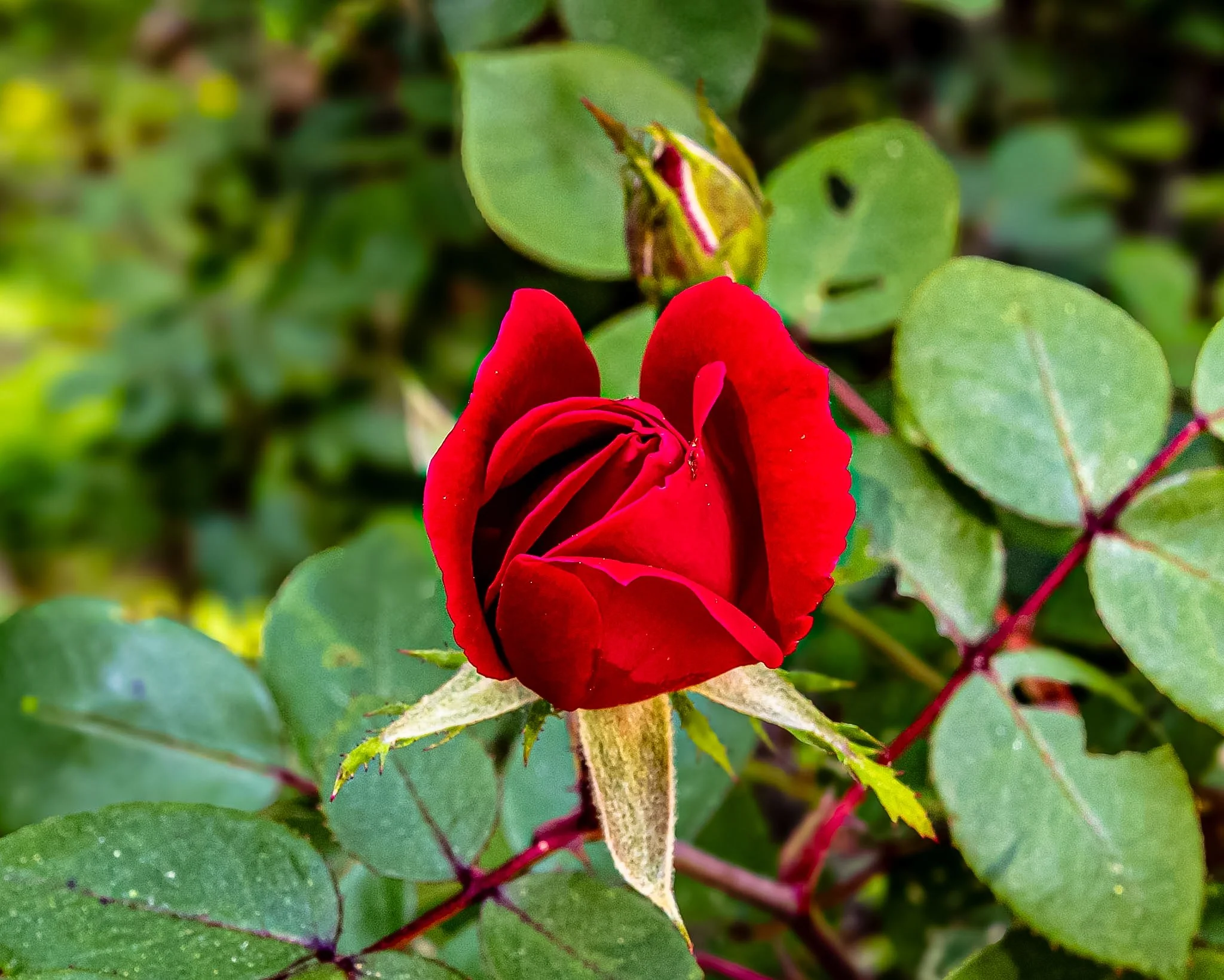 Captured this tight shot of a red rosebud just starting to open. The green leaves around it has a few tiny bite marks from some local bugs, and I love how the vibrant red stems peek through. It’s imperfect, but that’s exactly why I like it.