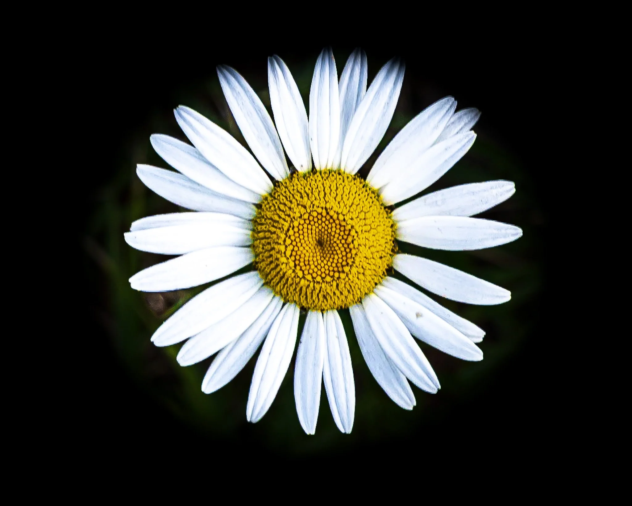 An intimate, up-close look at a daisy I found, stripped of all distractions. Its crisp white petals and vivid yellow center stand out in bold, beautiful contrast against a completely dark background, making you feel the quiet solitude and simple perf