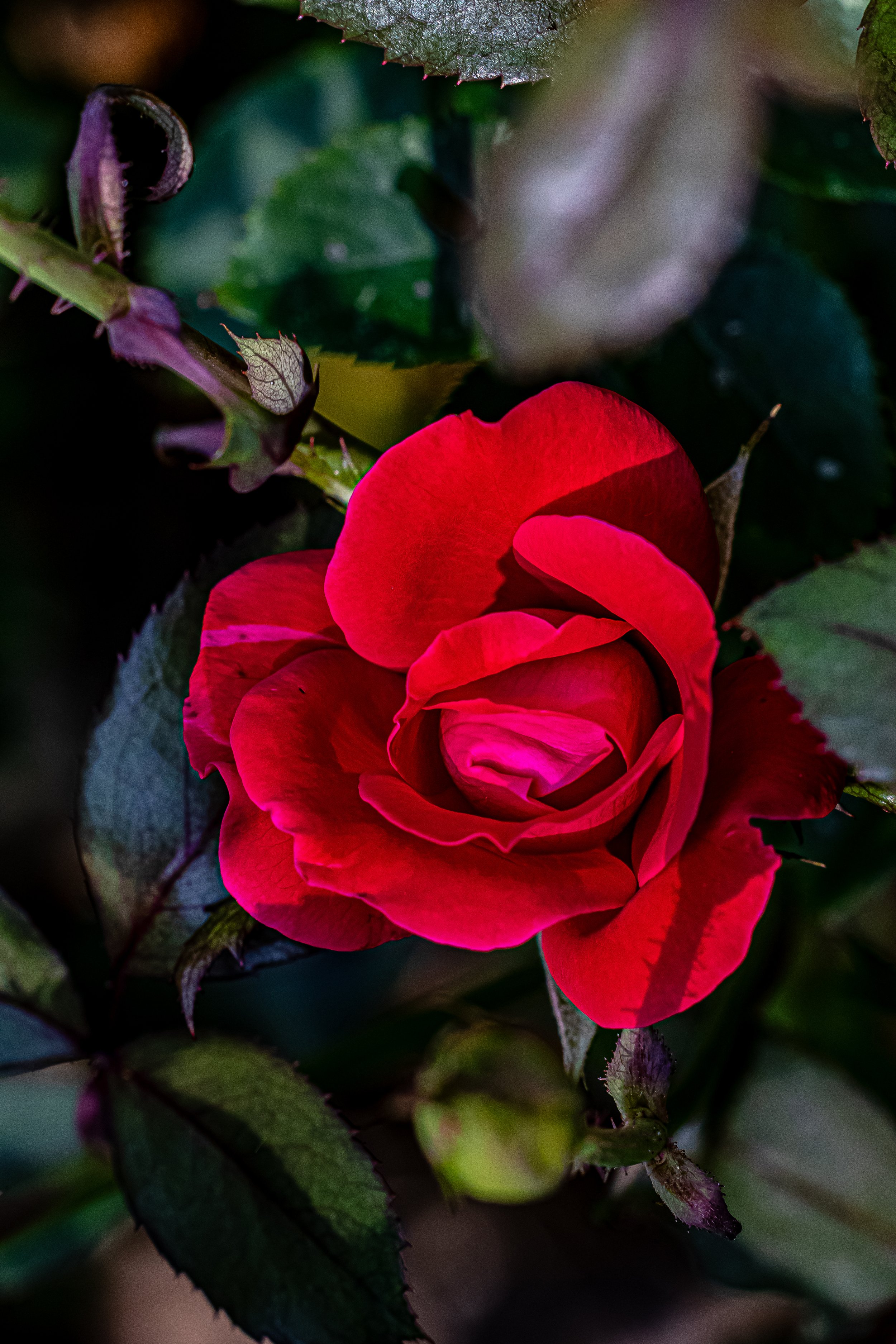 The deep crimson of the petals feels almost alive.