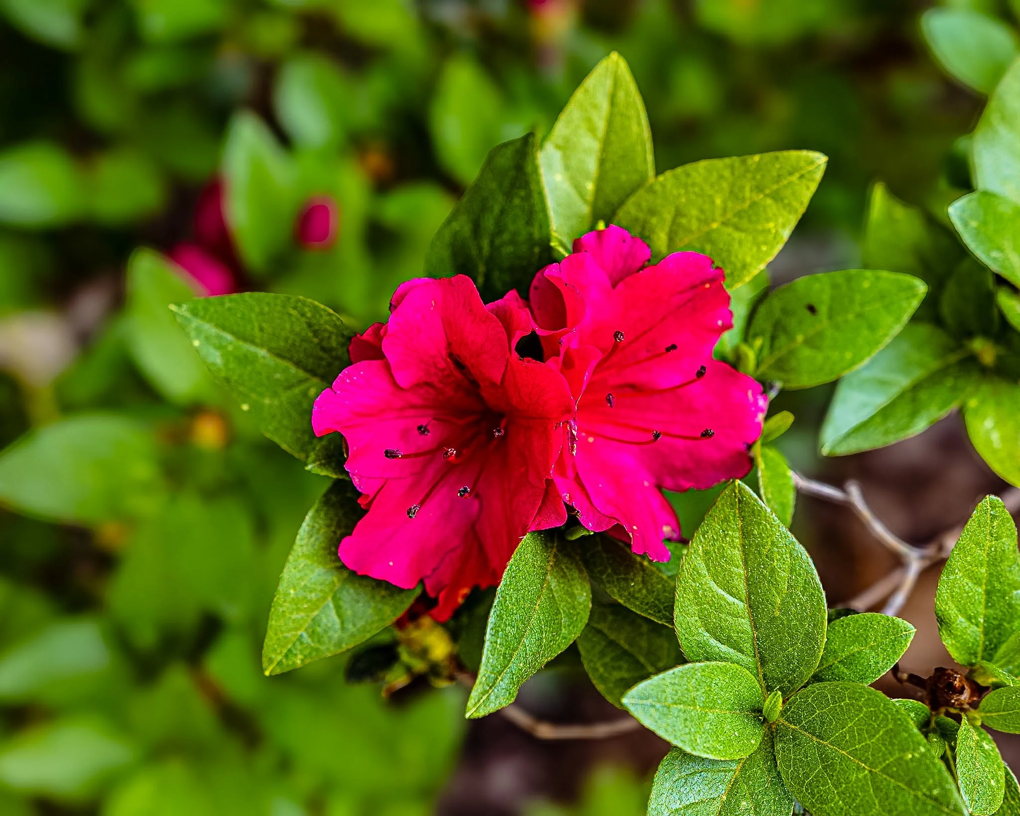 Just a little reminder of how beautiful nature is today—a gorgeous, bright pink azalea tucked into a sea of green. It's the little things that make me smile.