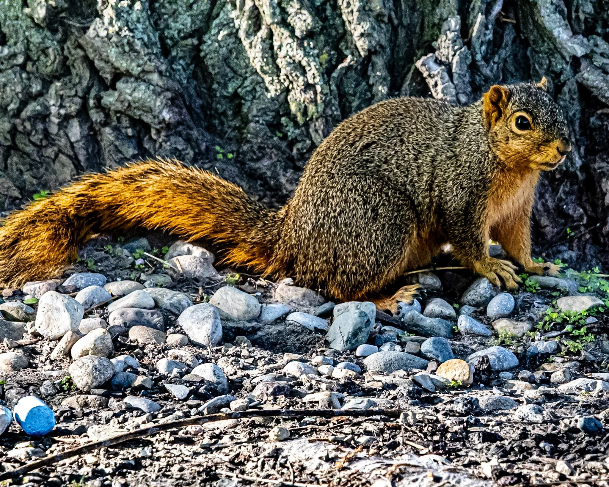 Caught this little guy playing hide-and-seek by the roots of a giant tree. Love how those tiny pops of green contrast with the rough rocks and textured bark.