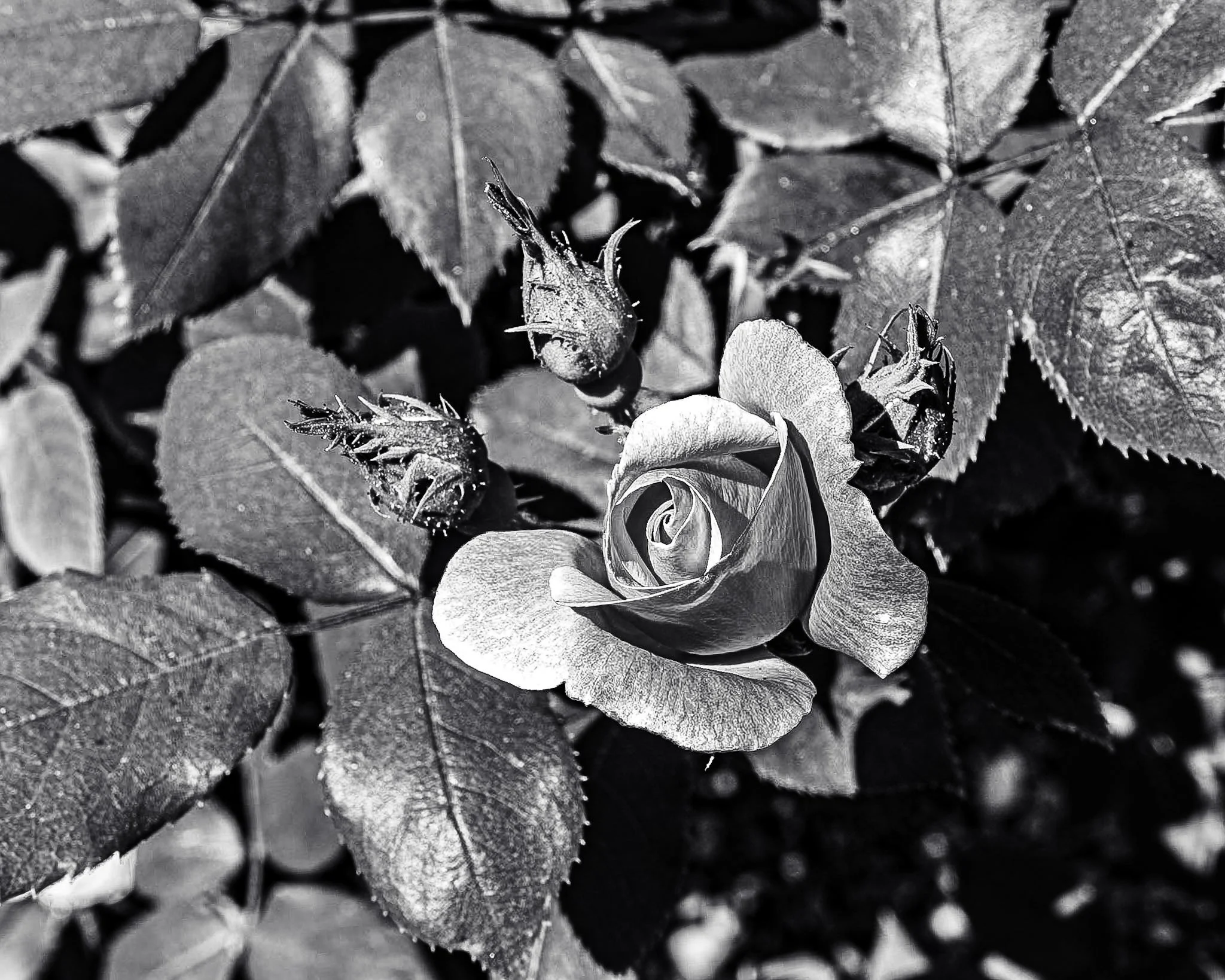 An elegant, minimalist close-up in Black and White of a beautiful rose.