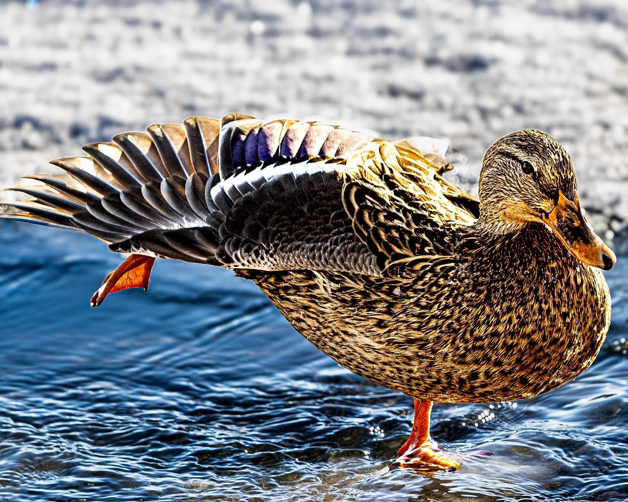 Caught this little guy chilling on the water today. The detail on his feathers is amazing, and his bright yellow beak looks so cool against the natural background. Just a perfect, peaceful moment out in nature.