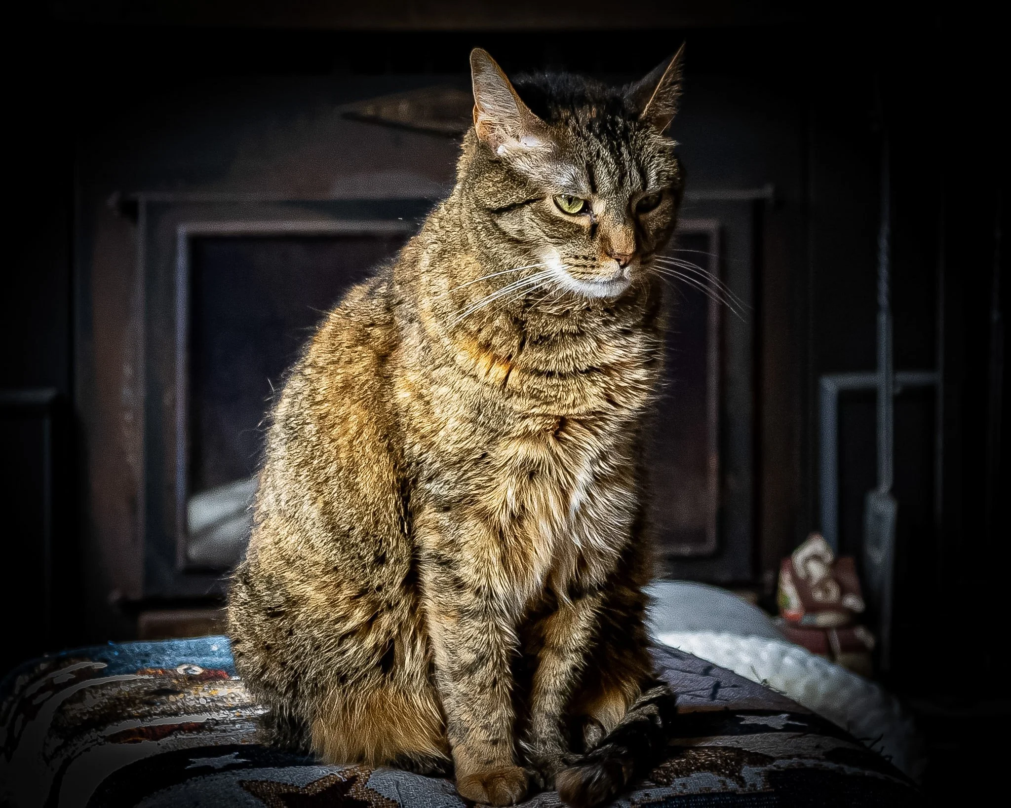 A close-up of Honey, looking right at the camera with those striking green eyes.  The moody, dark backdrop of the room makes their tabby stripes totally pop.