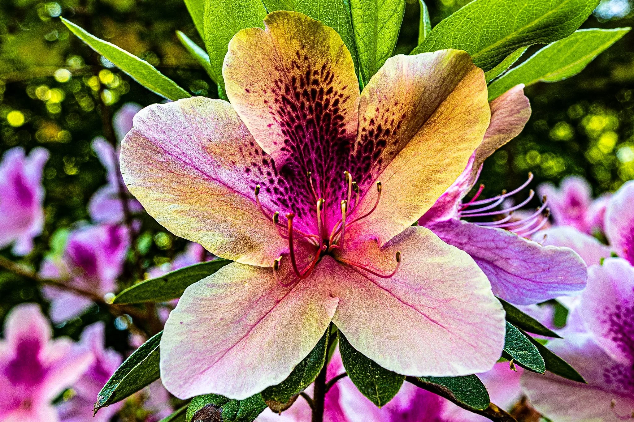 Getting up close and personal with this gorgeous azalea today. I love how the vibrant pink bleeds into a soft yellow center, right where those unique dark freckles catch the light. Swept the background out with some lush green leaves to let the bloom
