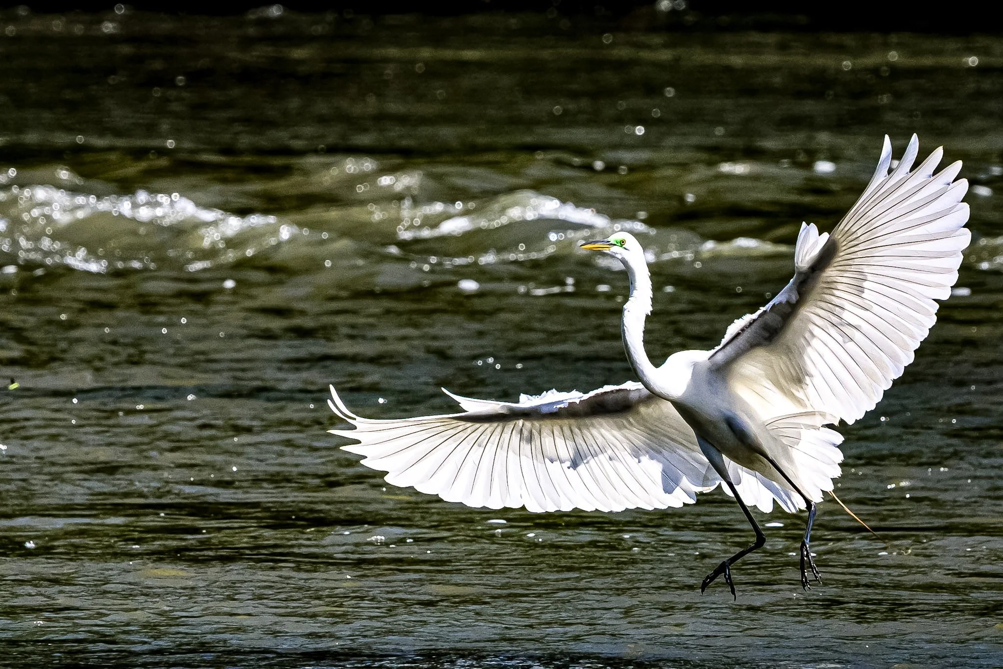 Caught this stunning egret just as it started to lift its wings, sending perfect little ripples across the water. Moments like this are why I love being out here.