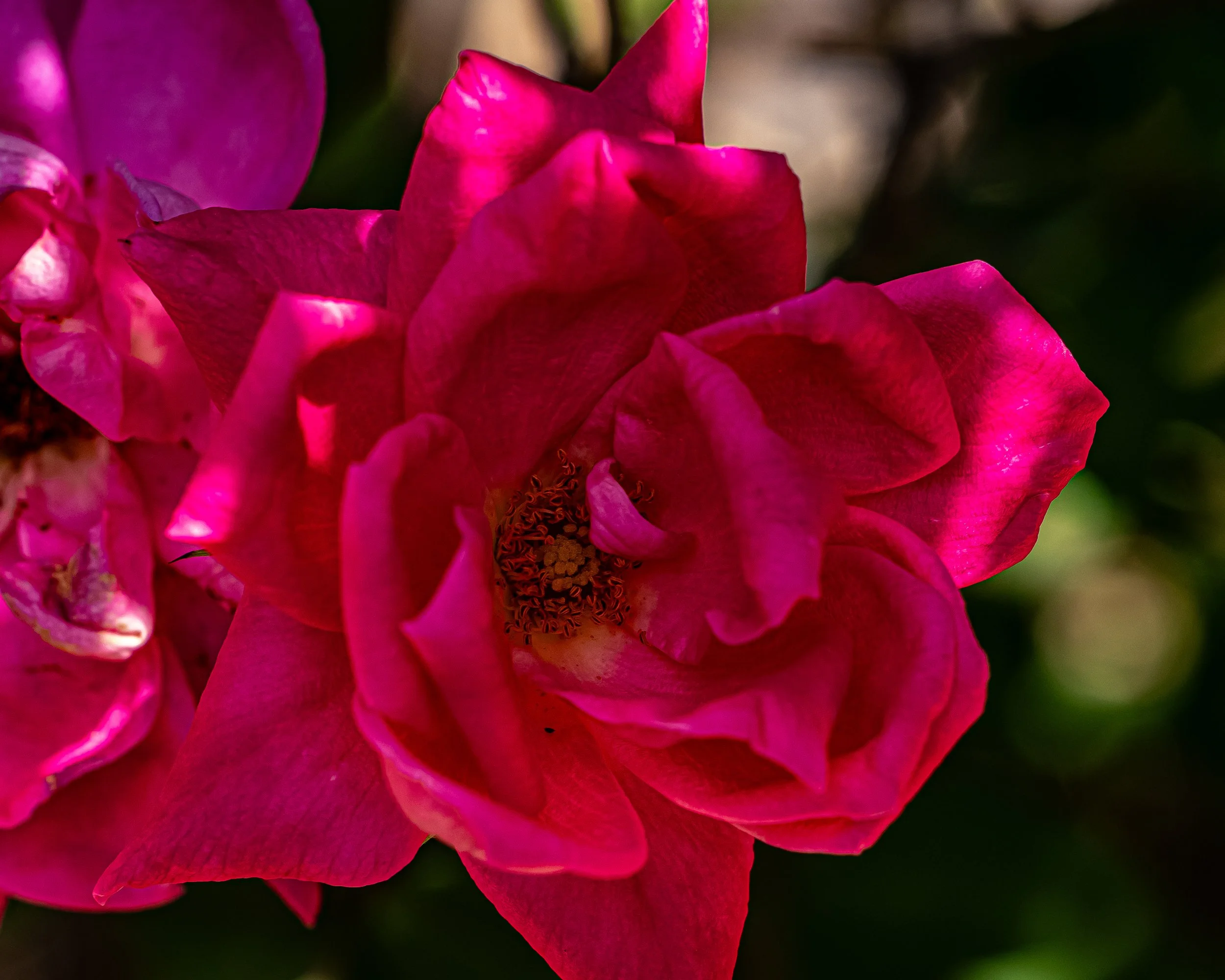 I got right up close to this gorgeous, bright pink flower. You can see every little ripple in the petals and the fine details of the stamens popping out.