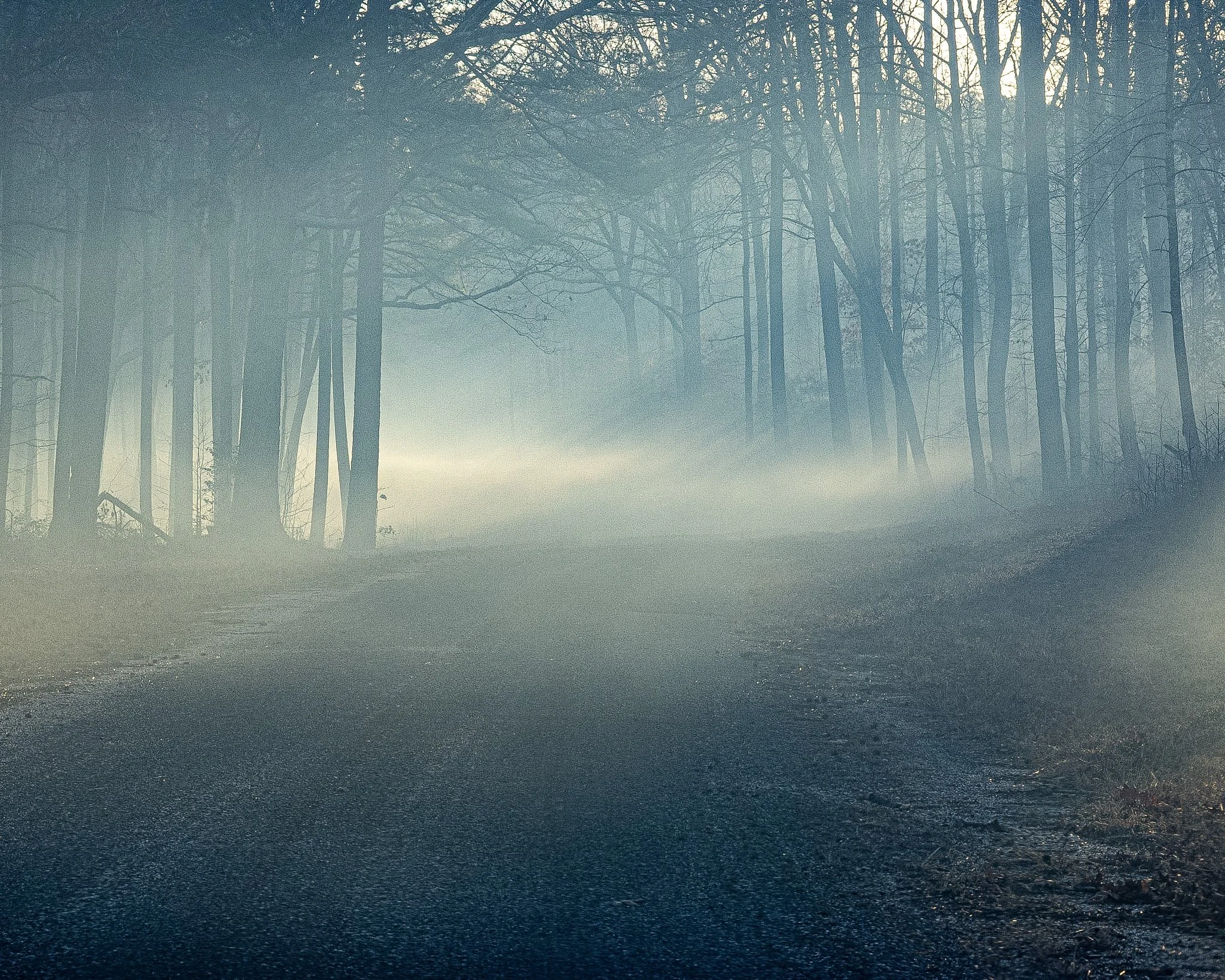 A soft, heavy mist settled over the woods, blanketing everything in a calm silence. I followed the damp dirt trail winding ahead, looking up at the beautiful, bare branches stretching into the grey sky. There was something deeply peaceful about havin