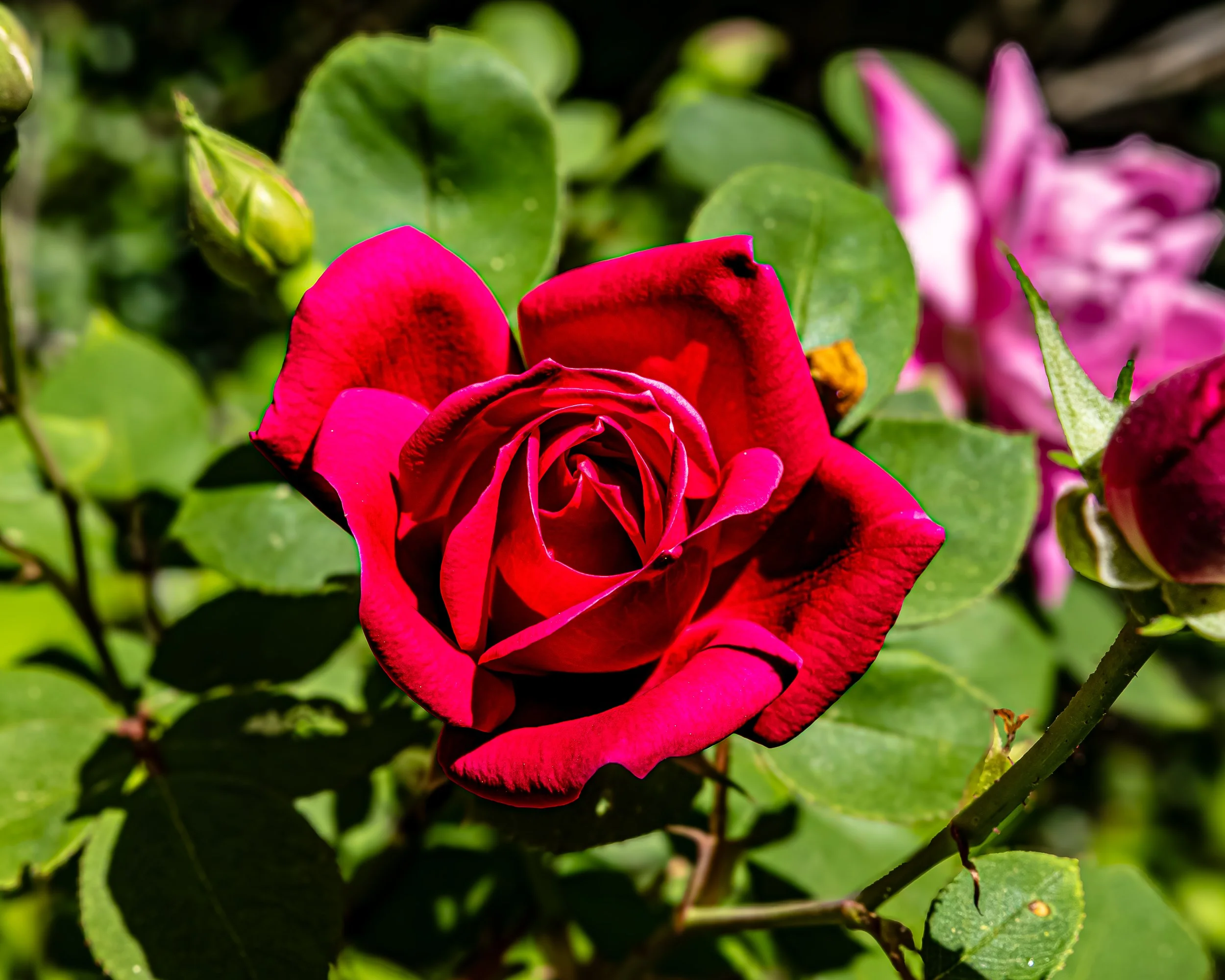I took this up-close gorgeous crimson rose, its vivid petals popping beautifully.  