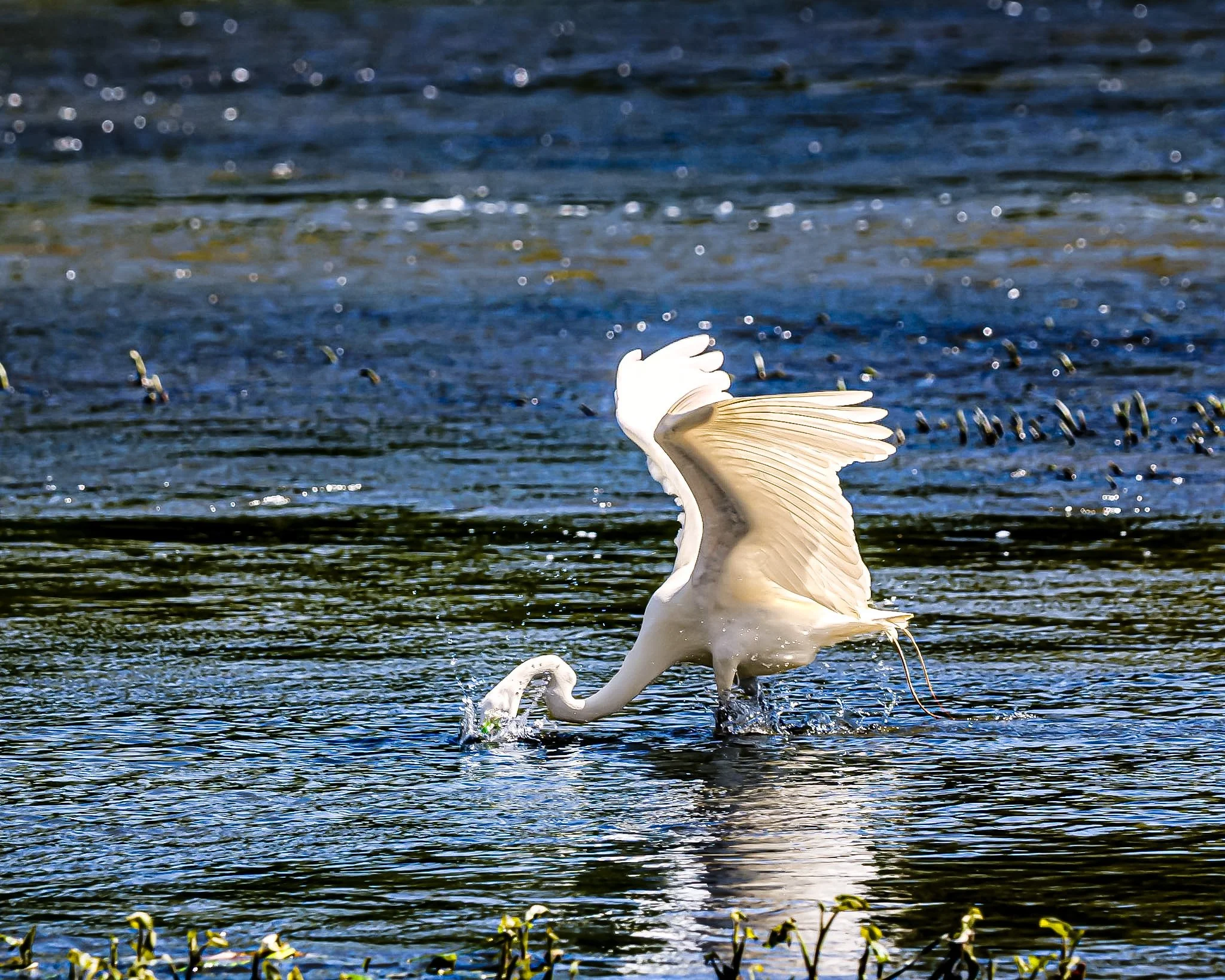 Caught this beautiful moment — gracefully diving for breakfast, with the water shimmering so perfectly behind it. It felt like standing inside a painting.