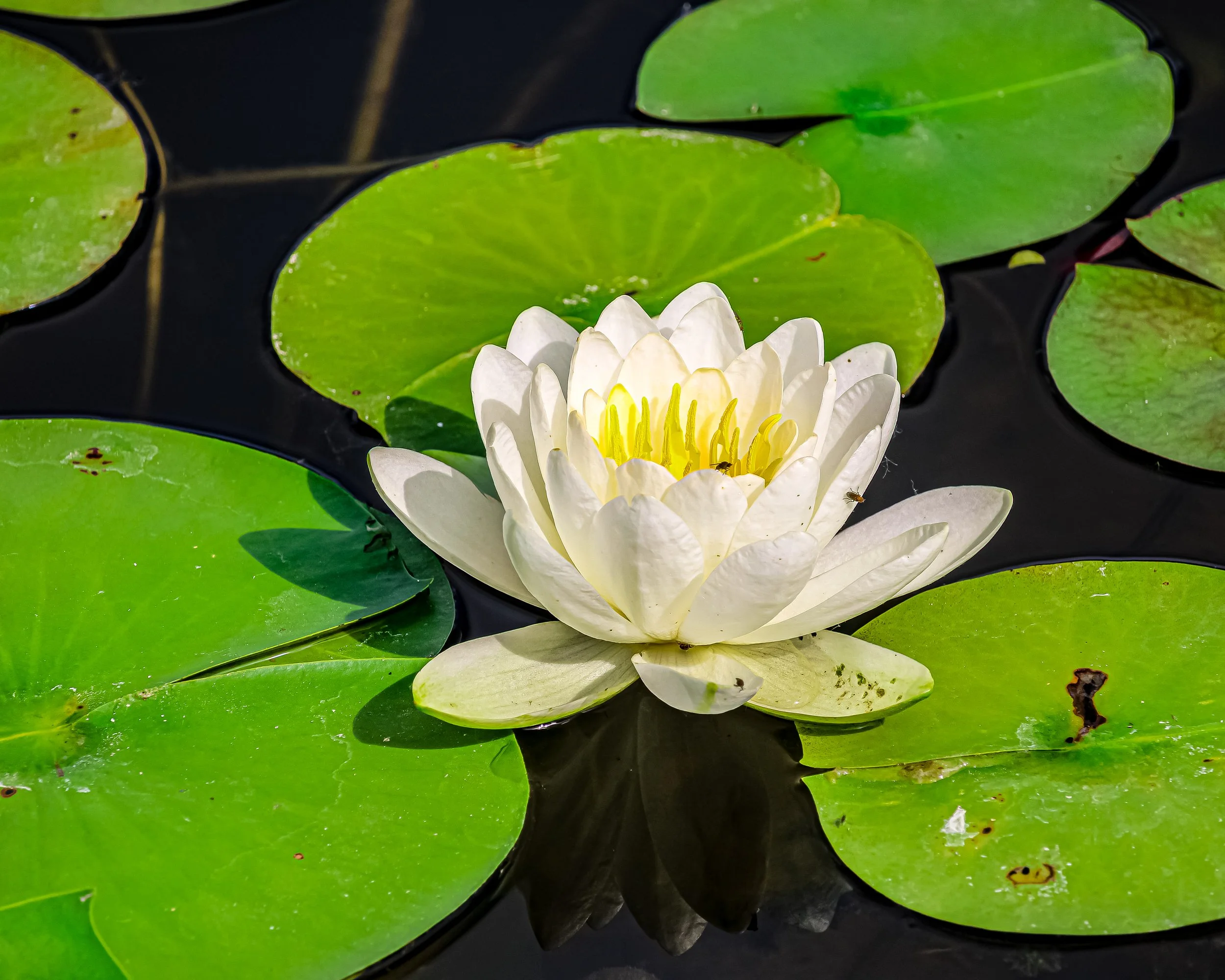 I looked down and caught sight of a single white-water lily. It felt so still, just floating there on the ink-dark water.