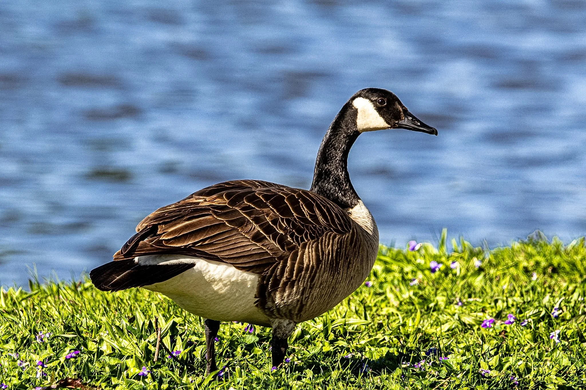 I found a quiet spot by the water today. Just me, a patch of soft grass, and a lone Canada goose standing watch behind a beautiful drift of purple wildflowers.