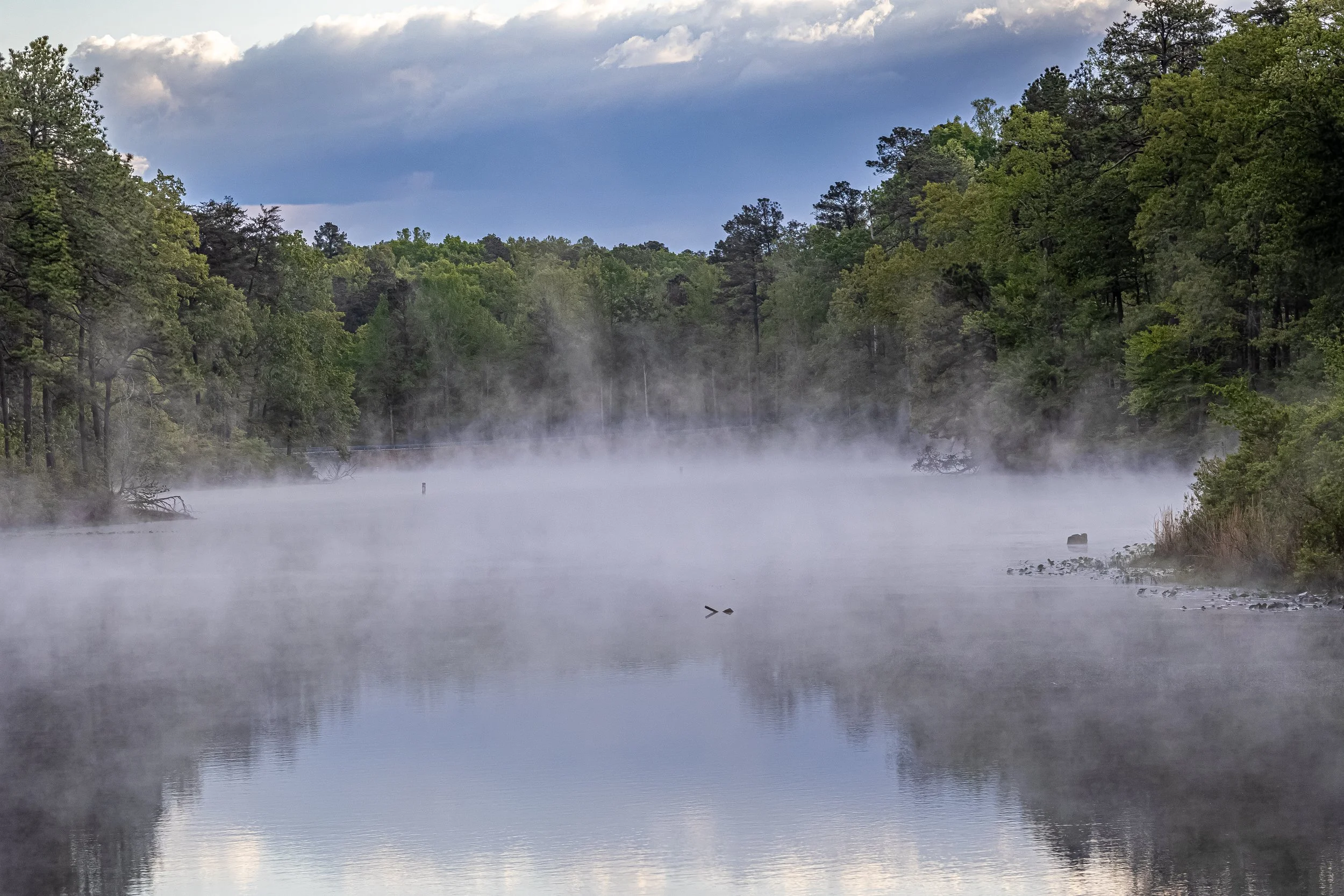 I'm looking out at the lake right now, and it’s pure magic. The water is breathing out this cool, lazy fog that drifts right into the thick canopy of the trees crowding the banks. It feels like the forest is just waking up.  It's so peaceful out here