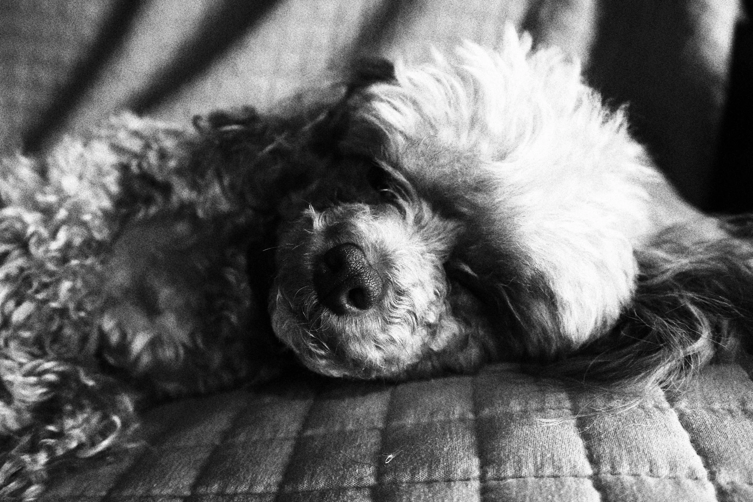 Photo of Violet