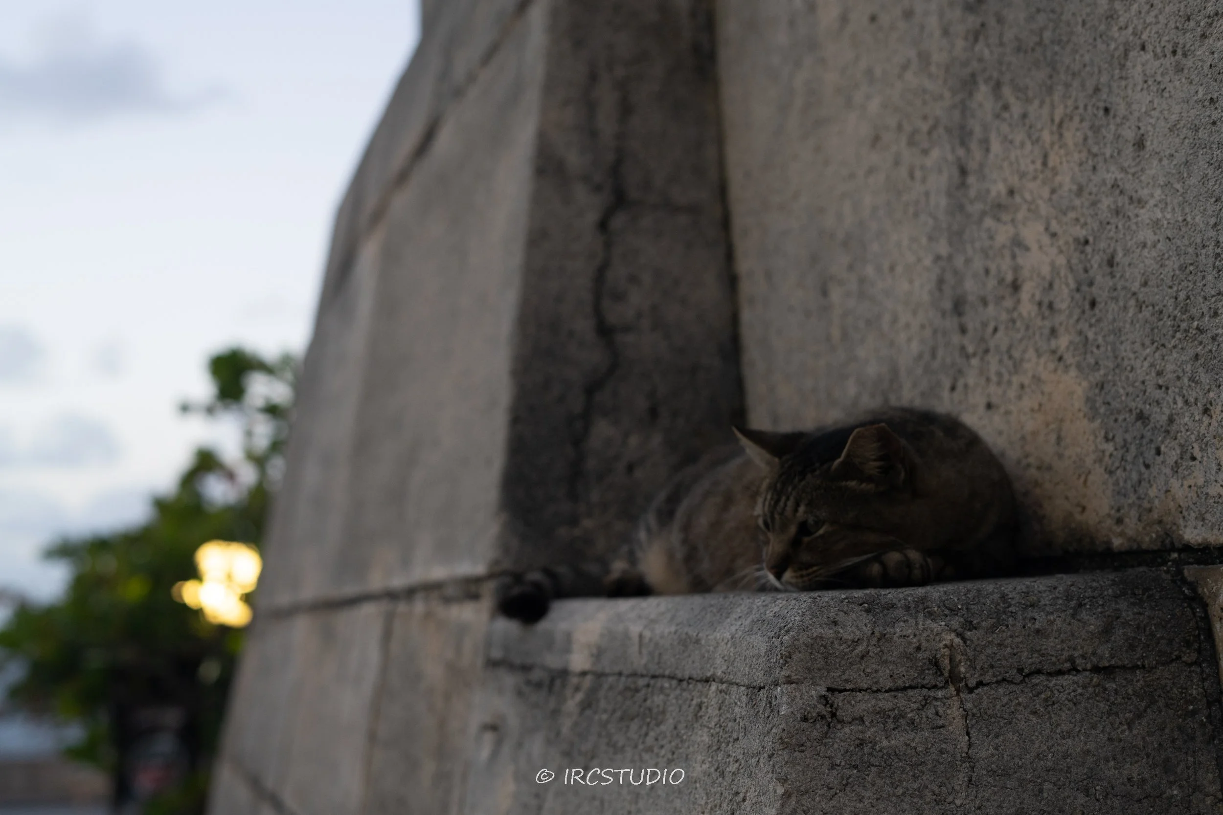 DSC05568.jpg