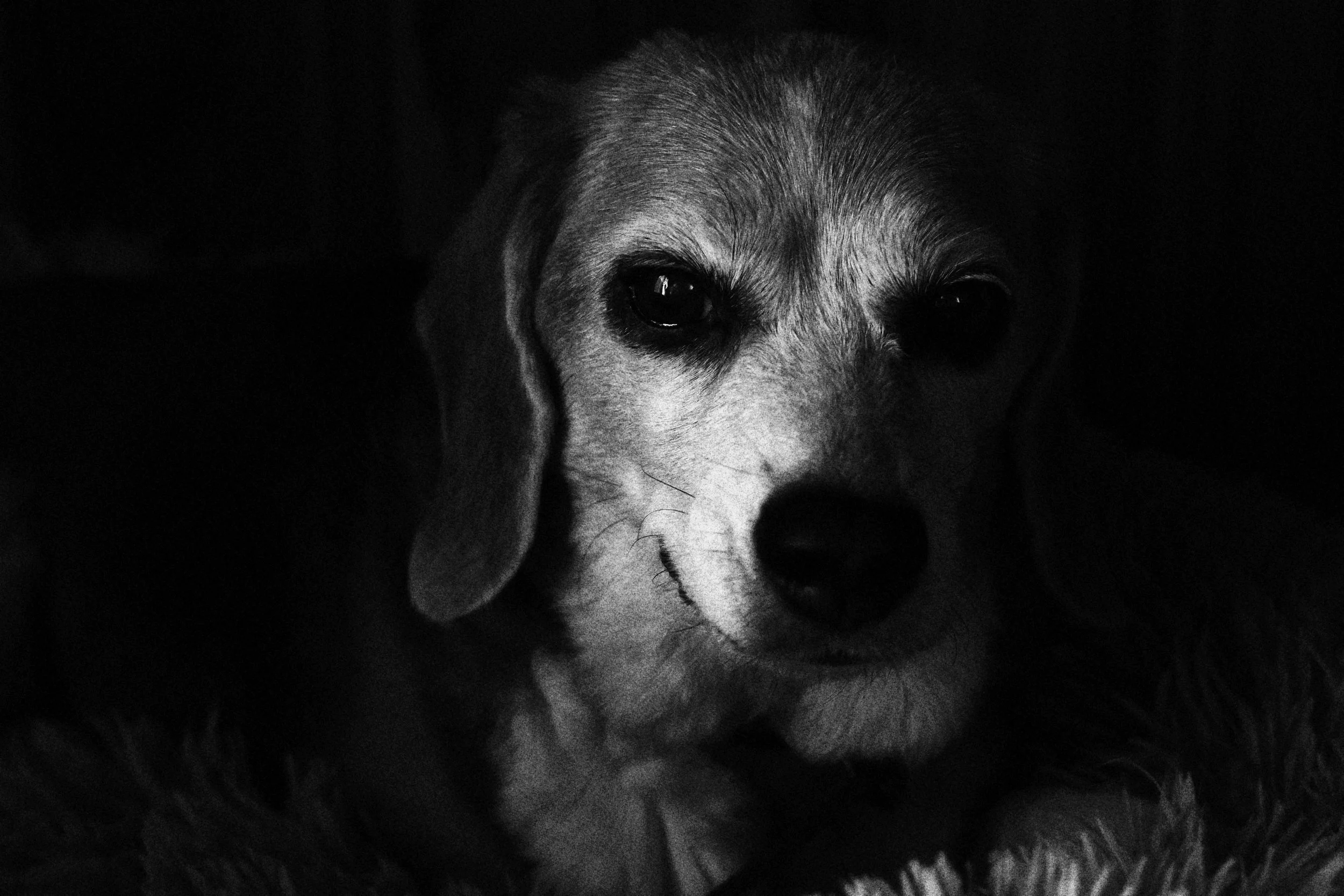 Photo of Casey