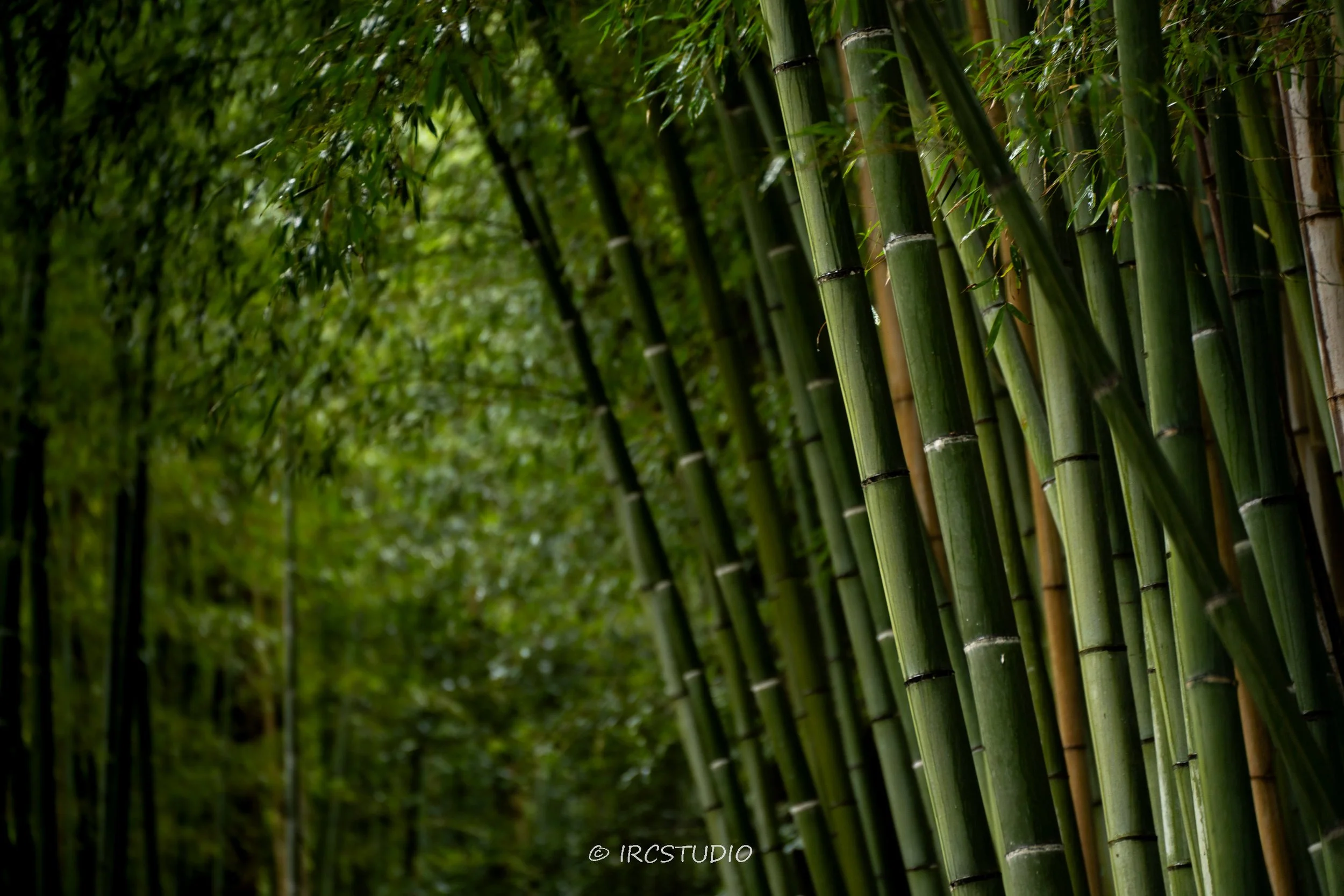 Photos from Japan