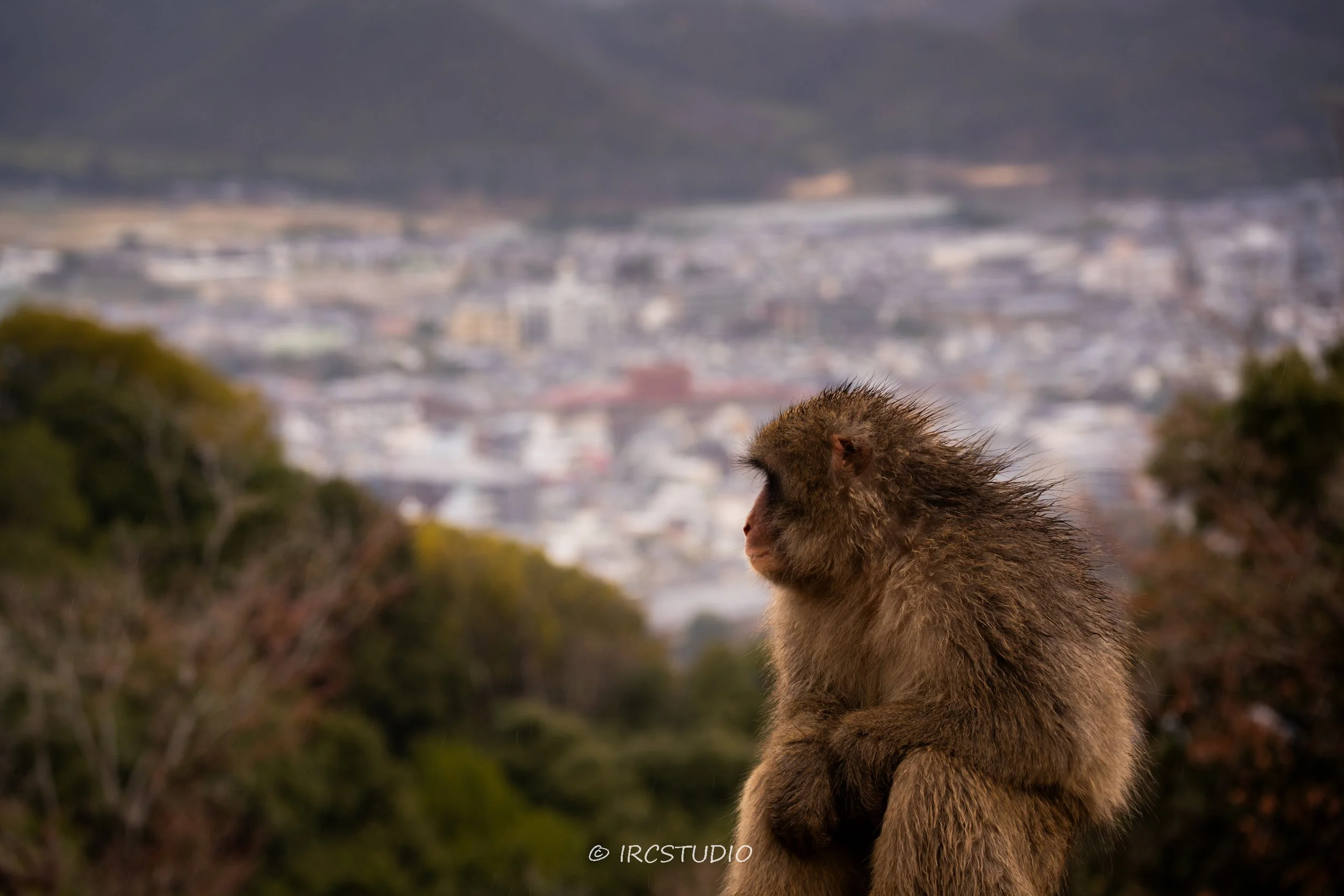 Natgeo Culture-11.jpg