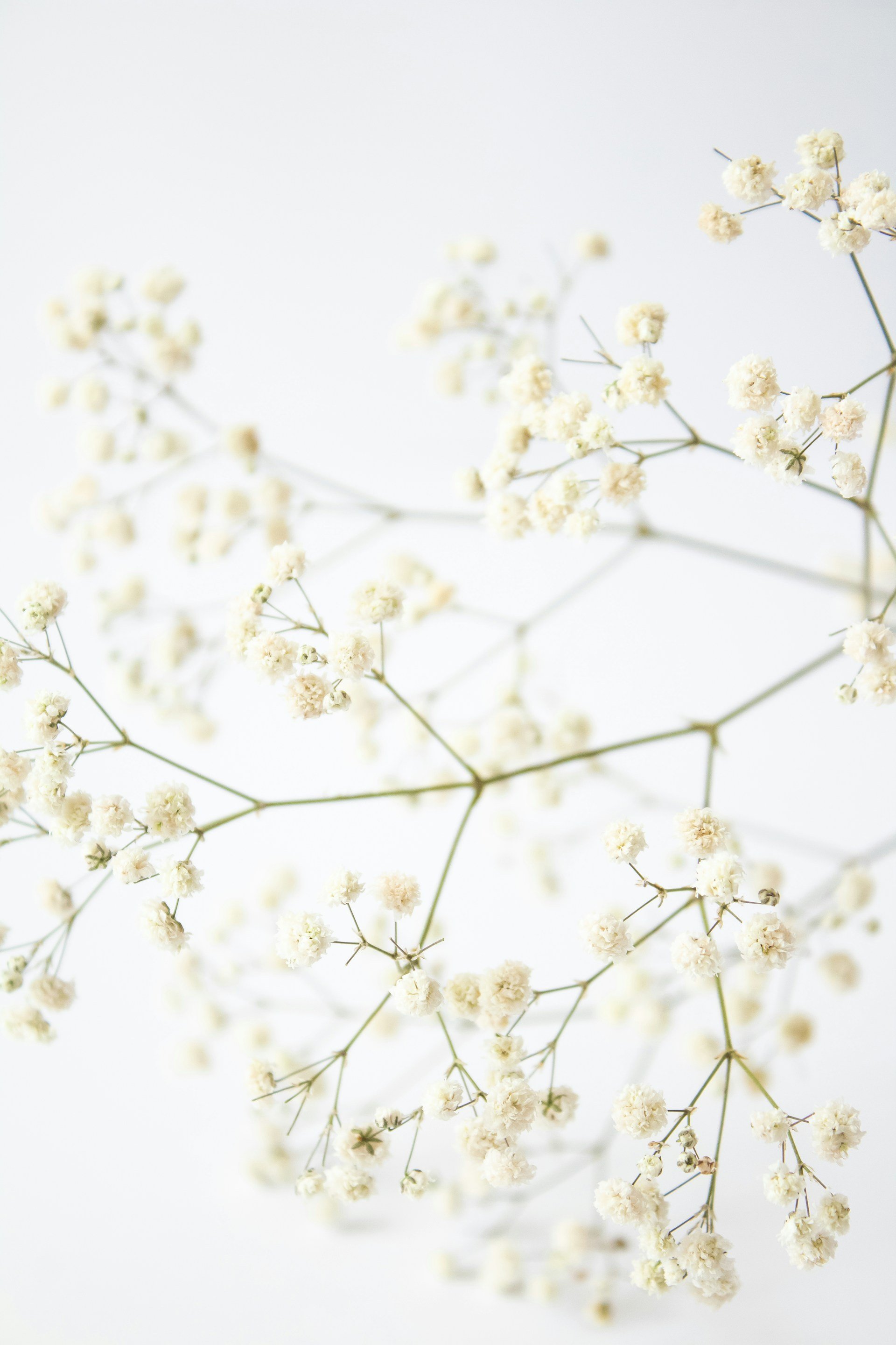 Close-up of white baby's breath flowers on a minimalist white background.