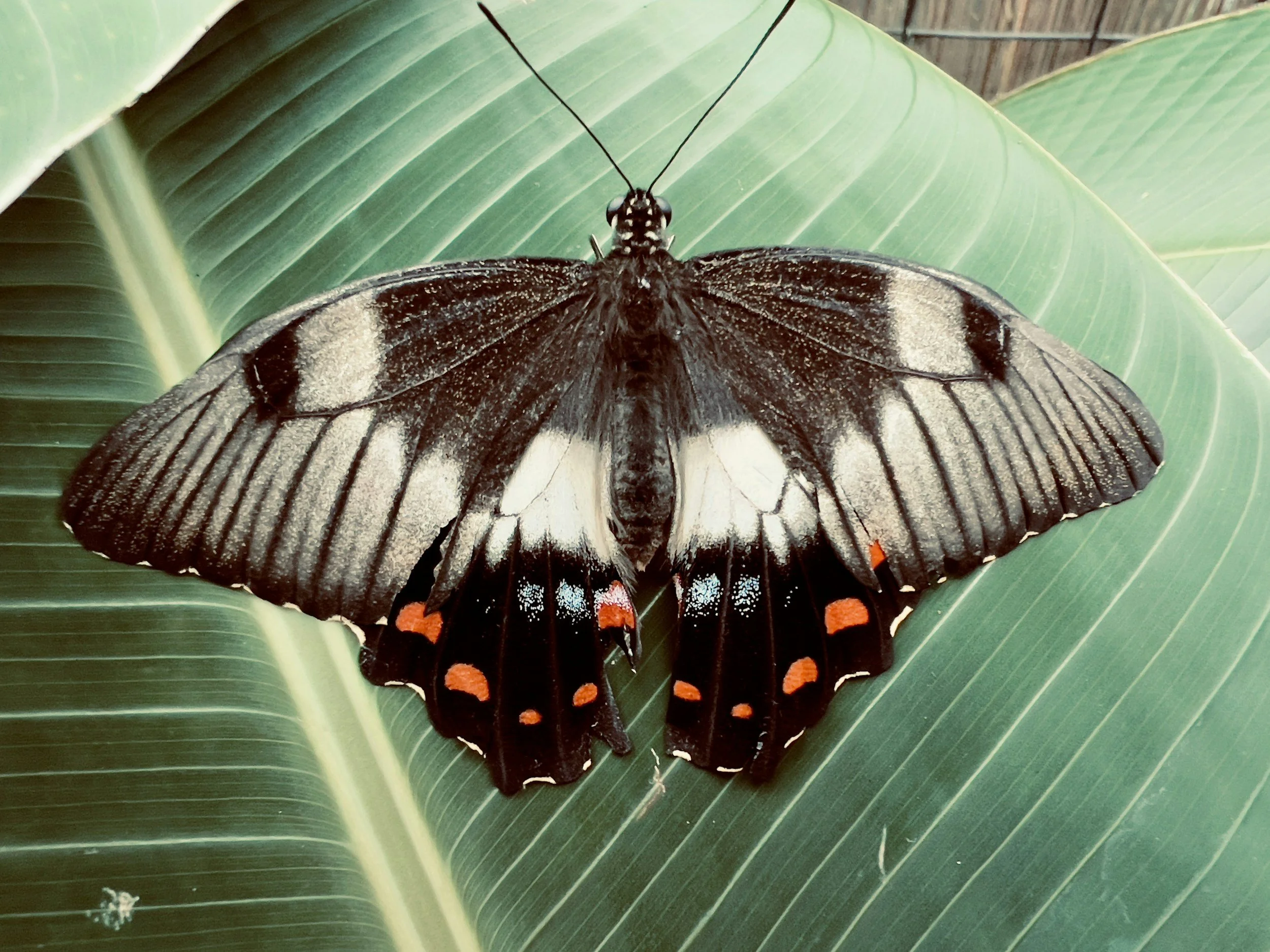 A close-up of a butterfly with black and white wings and red and blue markings on its lower wings, resting on green broad leaves in a garden or forest setting.