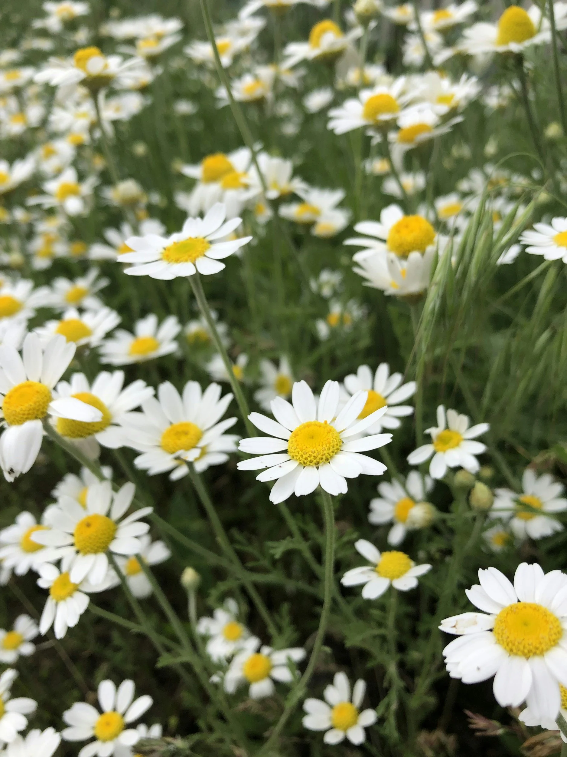 Close-up view of numerous white daisies in a green grassy field.