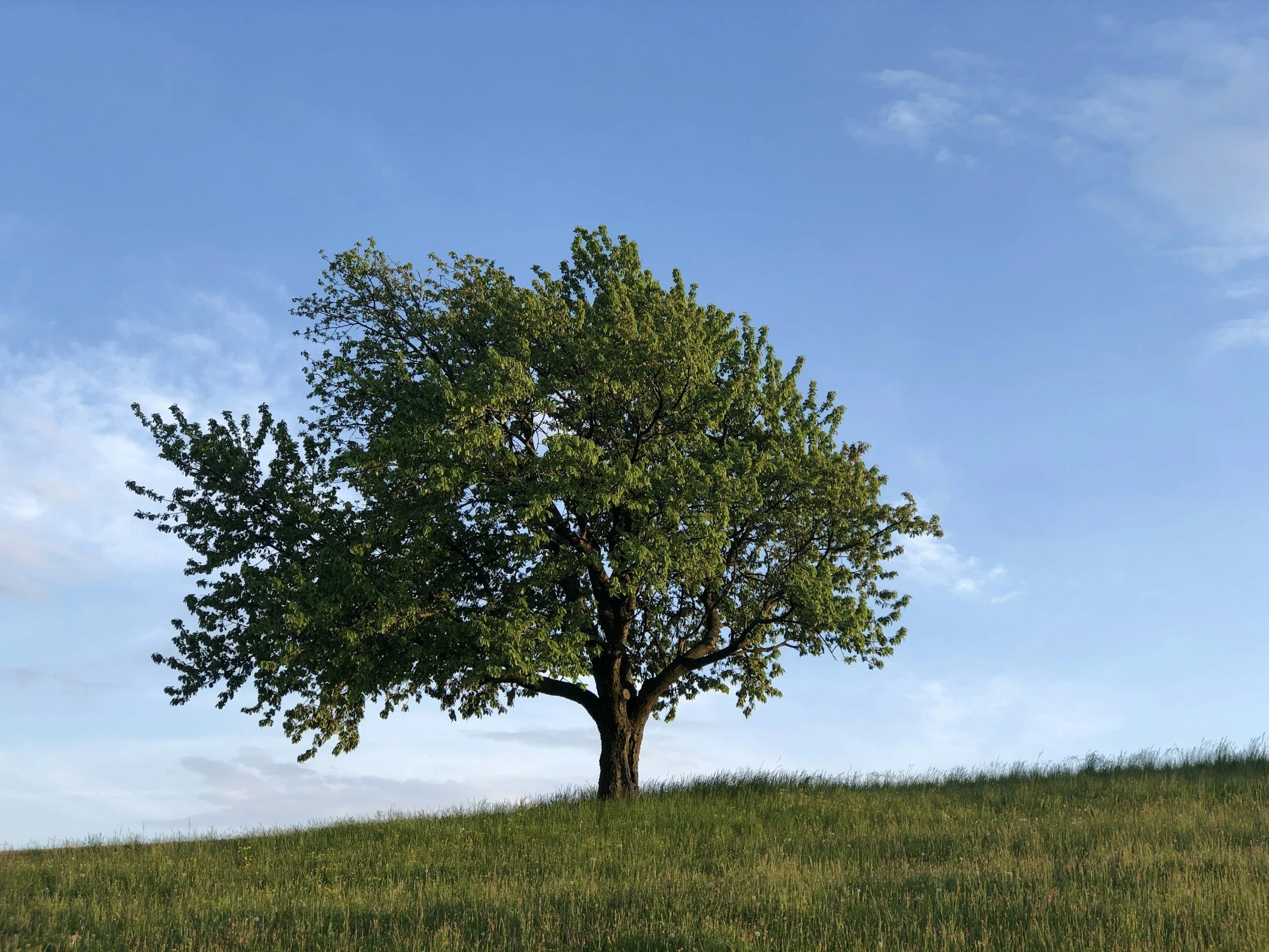A tall tree with green leaves stands on a grassy field underneath a partly cloudy blue sky.