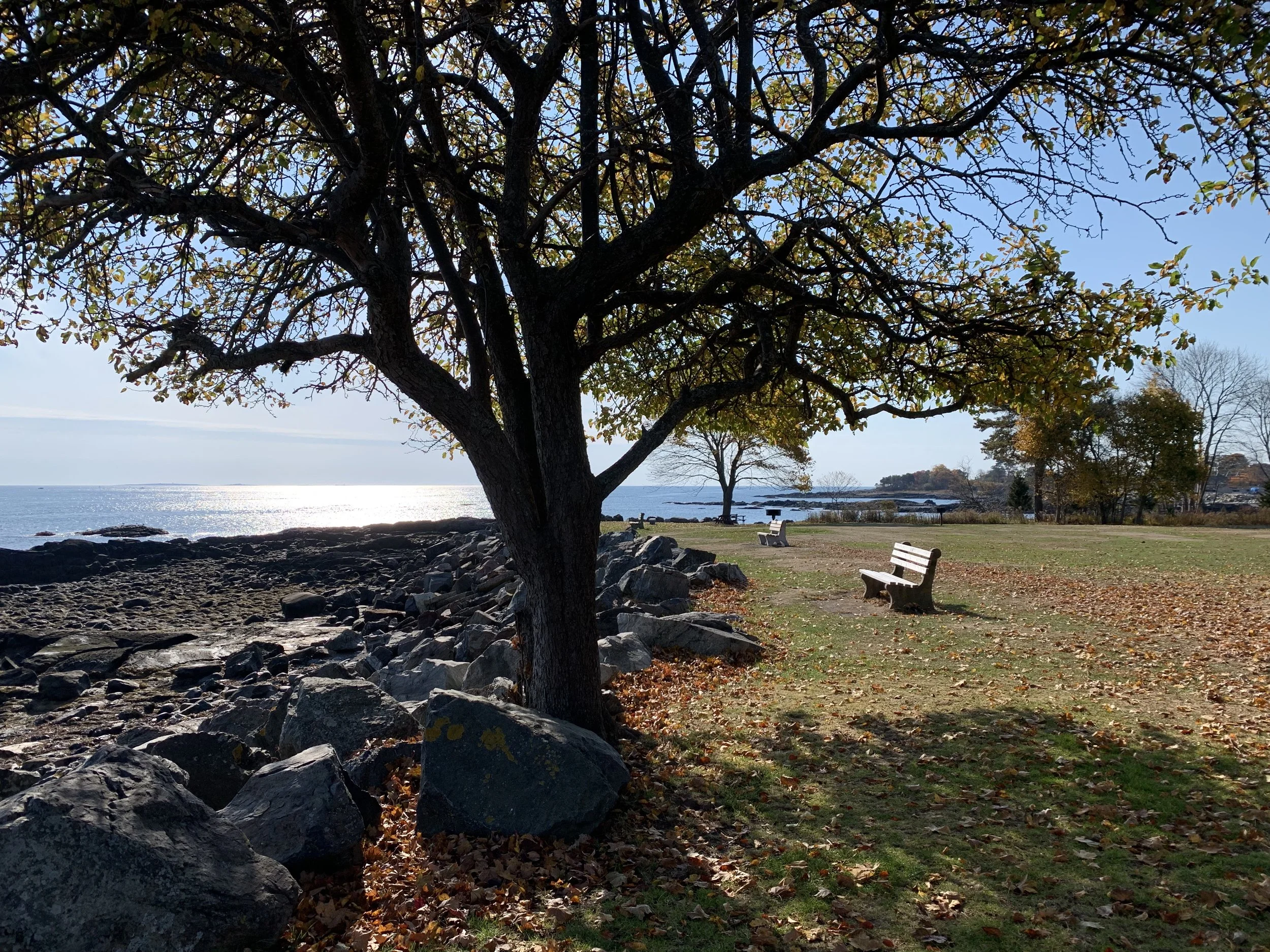 A large tree in the fall along side the rocky Atlantic coast with park benches and grass in the distance. Sunlight is reflecting off the blue ocean.