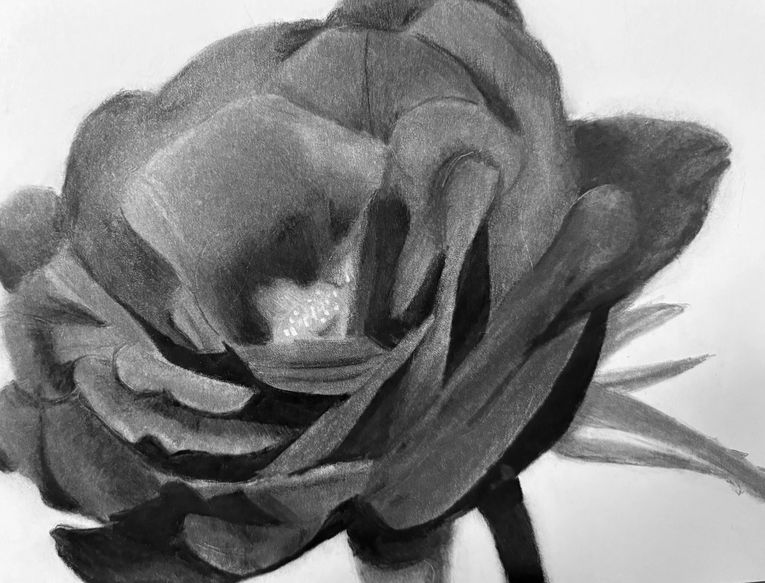 “Fairytales” (Rose)