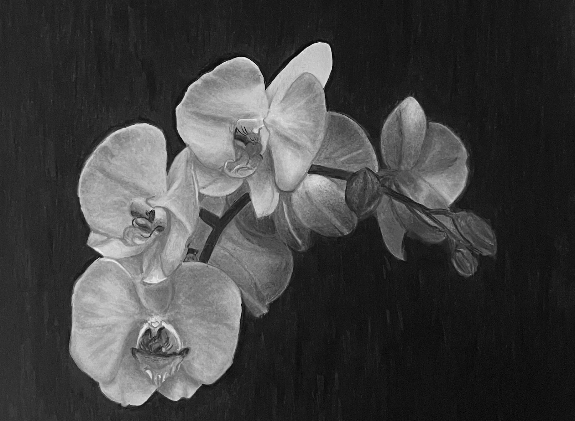 “Delicacy” (Orchids)