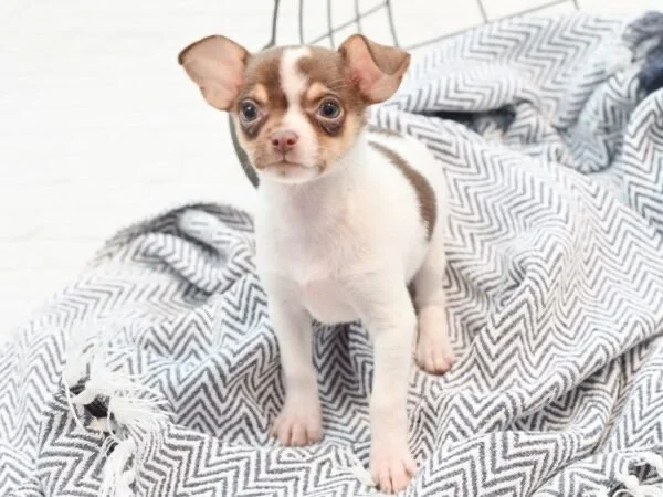 Chi-MiaBaby.jpg