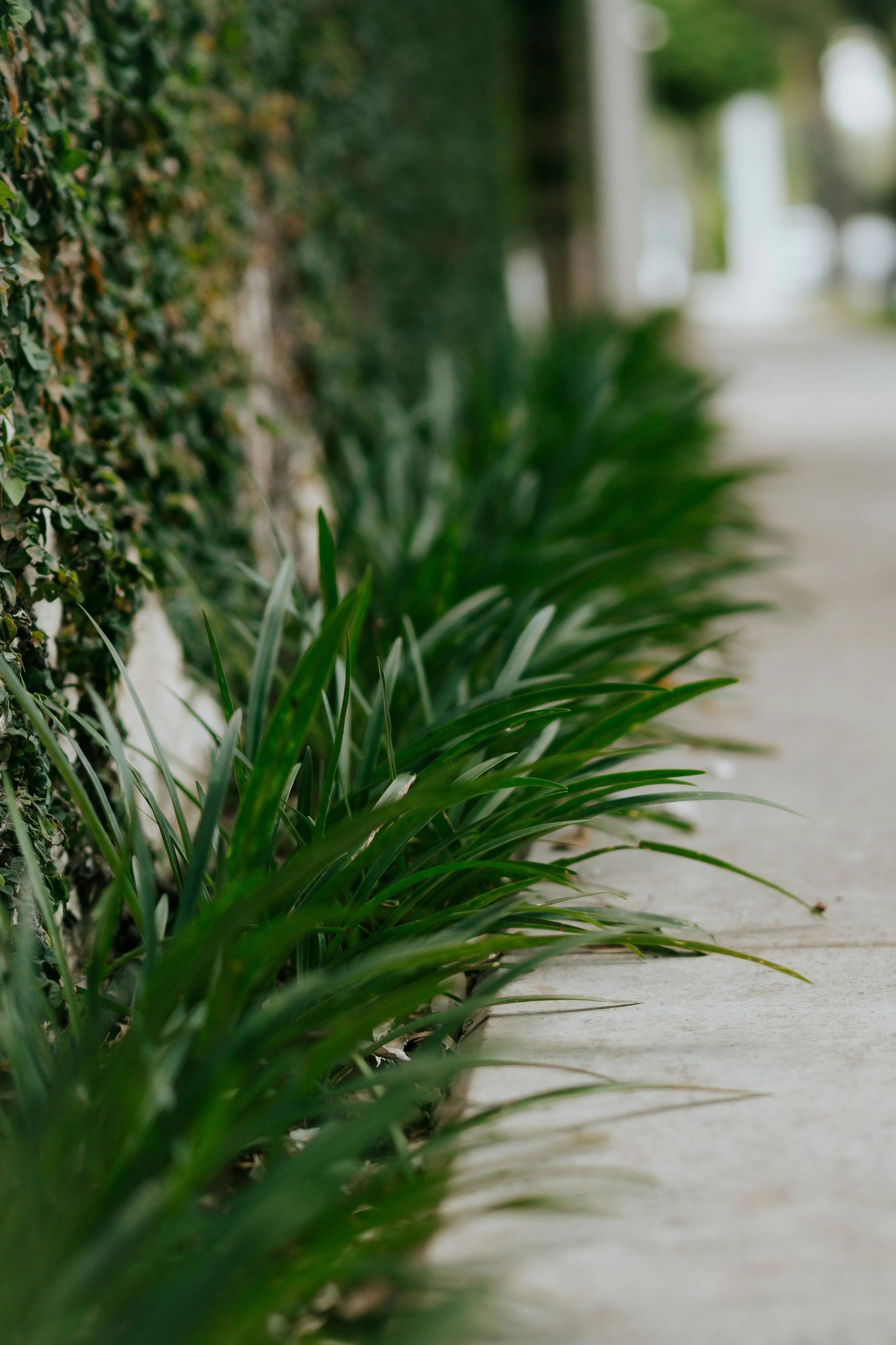 Close-up of green plants growing along a concrete sidewalk with a blurred background.