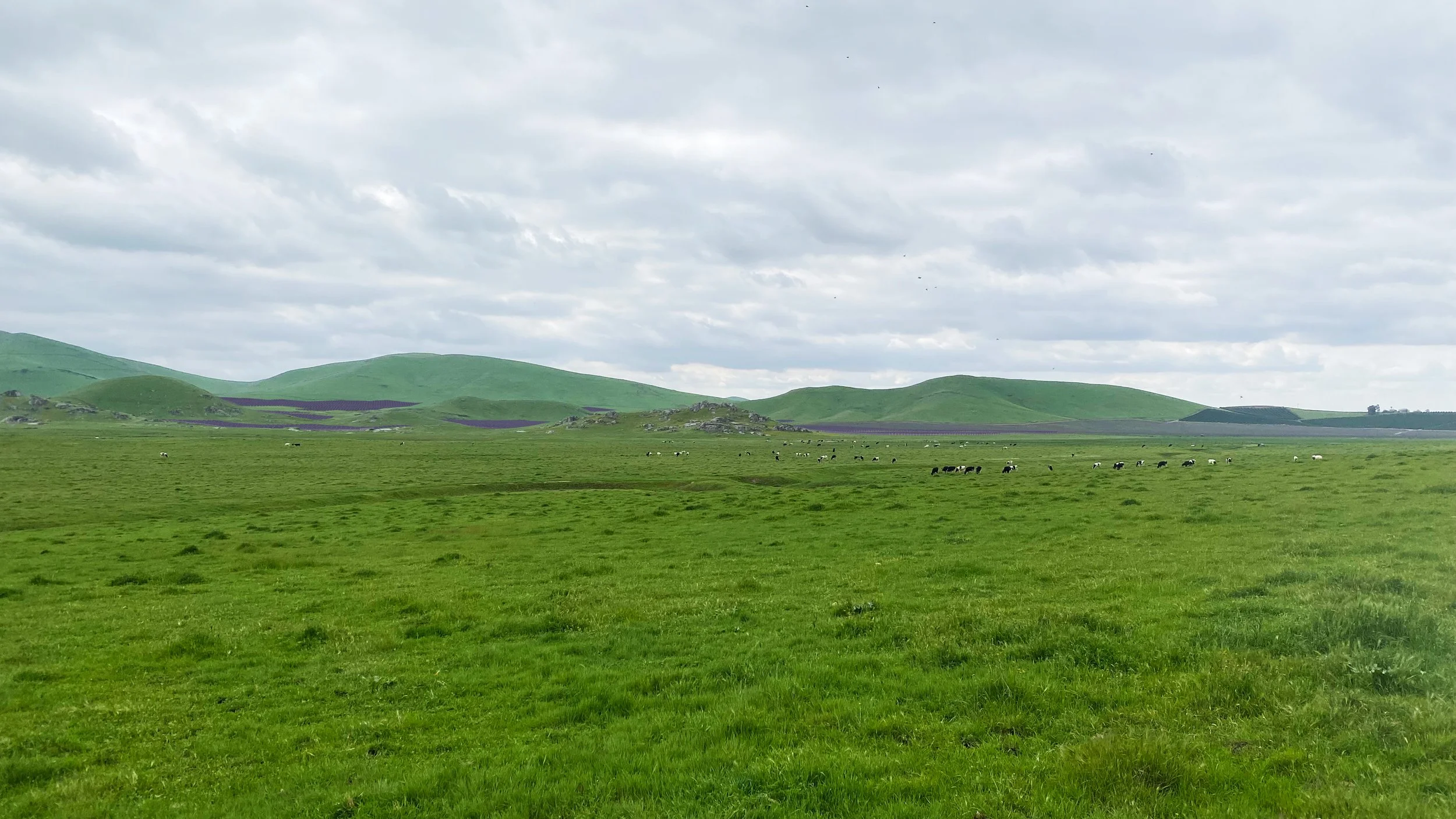 Green rolling hills under a cloudy sky with a herd of cattle grazing in the foreground and purple flowers blooming on some hills in the background.
