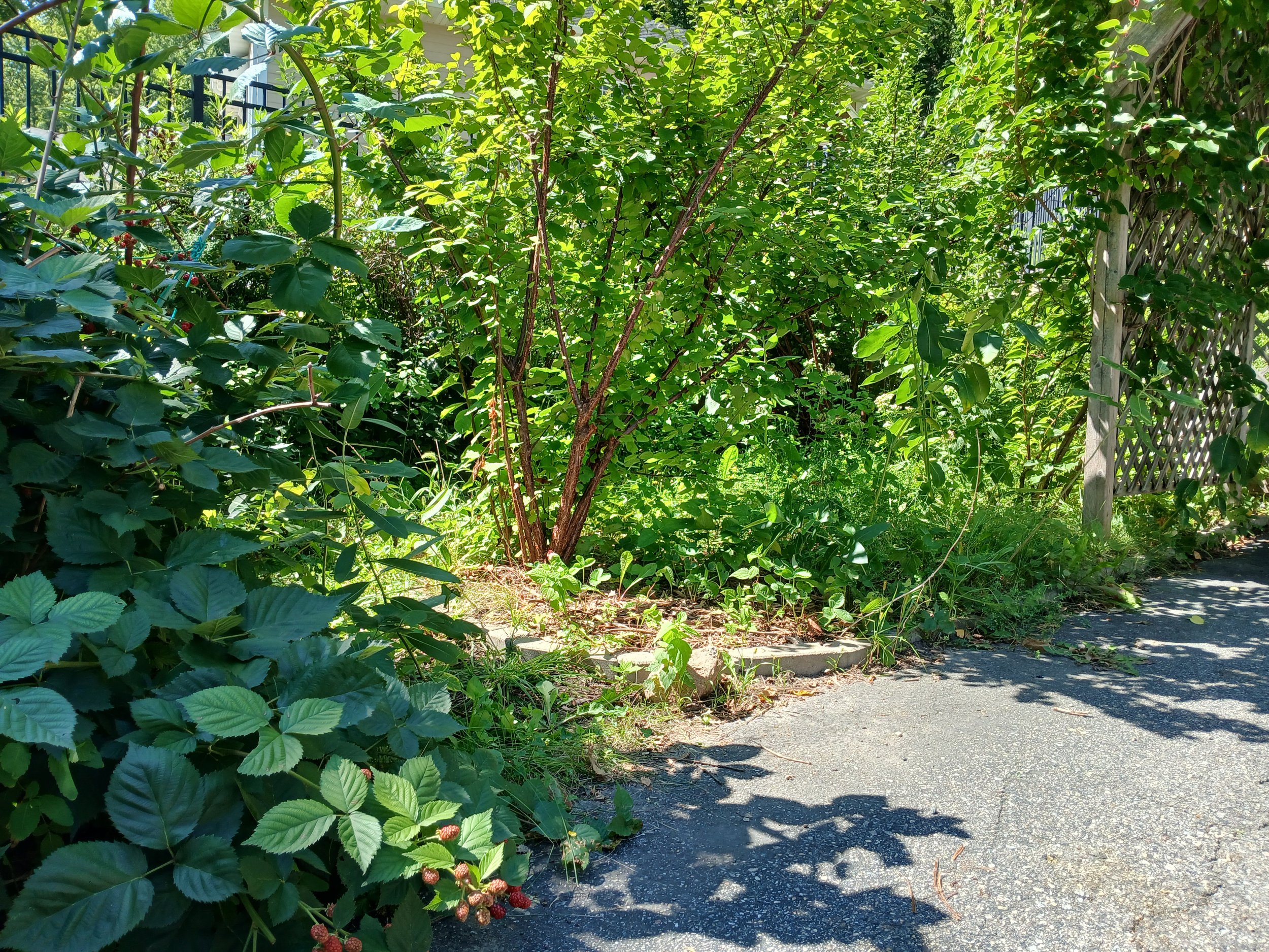 A photo of Benton's perennial garden