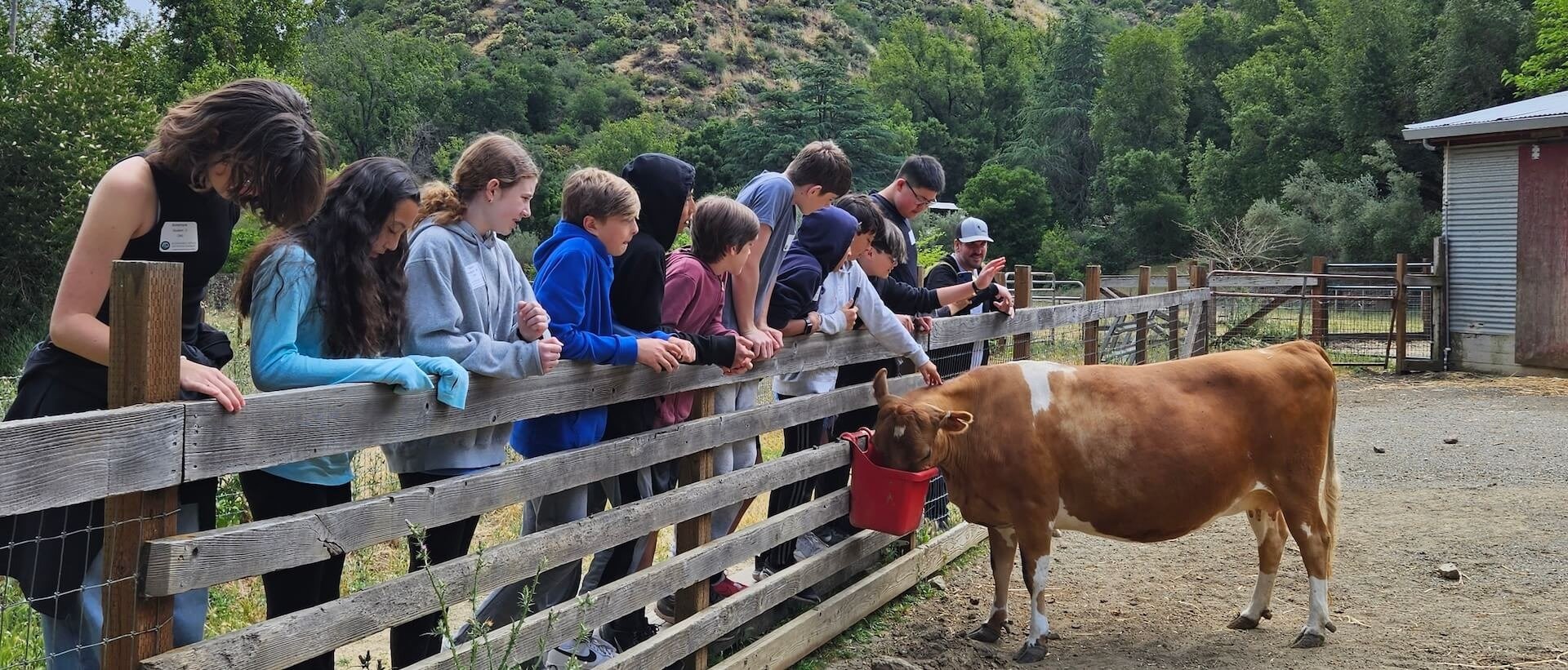 Group of children and adults leaning on a wooden fence watching a cow at a farm or zoo, with green trees and hills in the background.